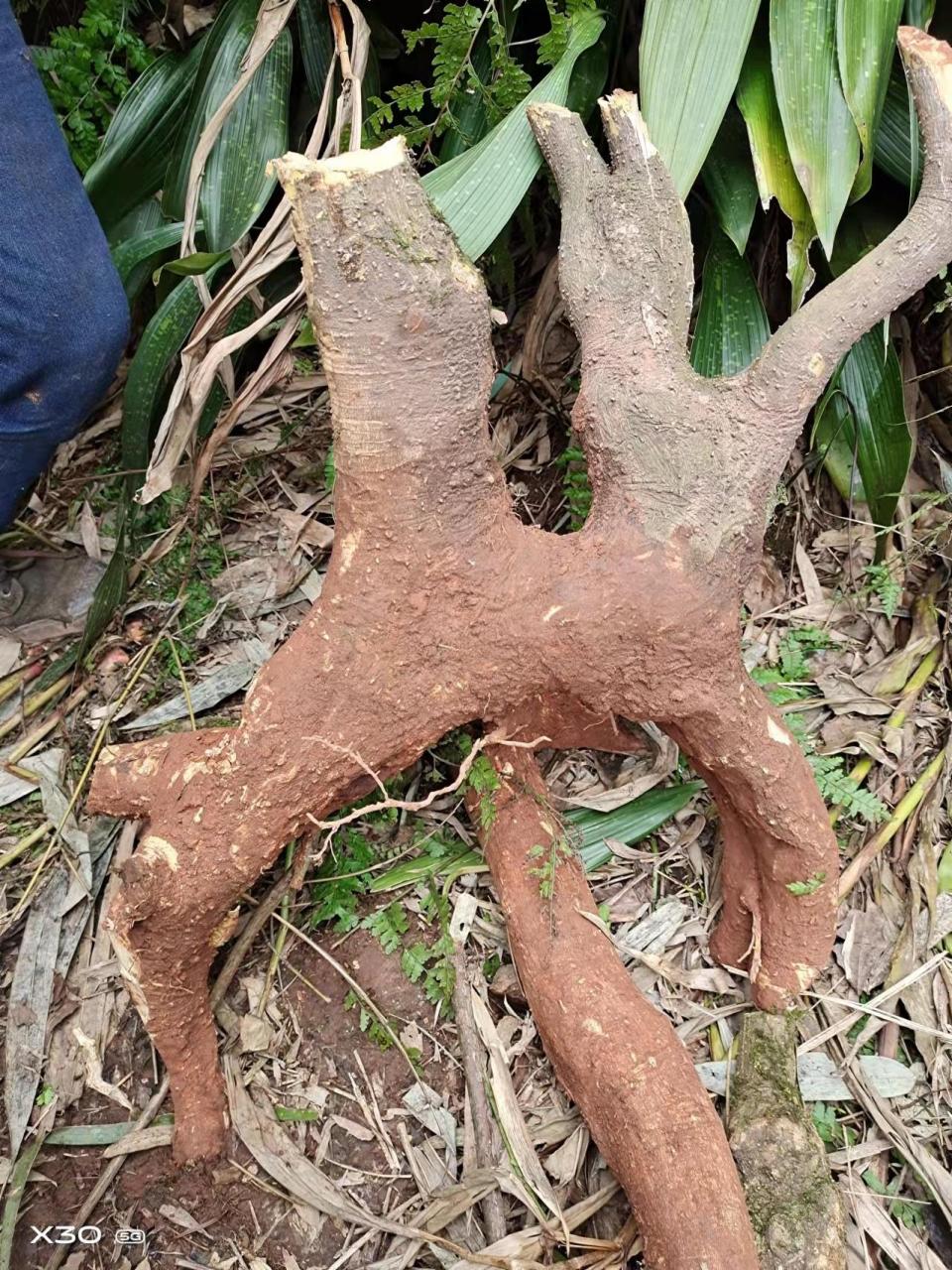 马比木,别名,臭树,赖蛤蟆树,大量收购!