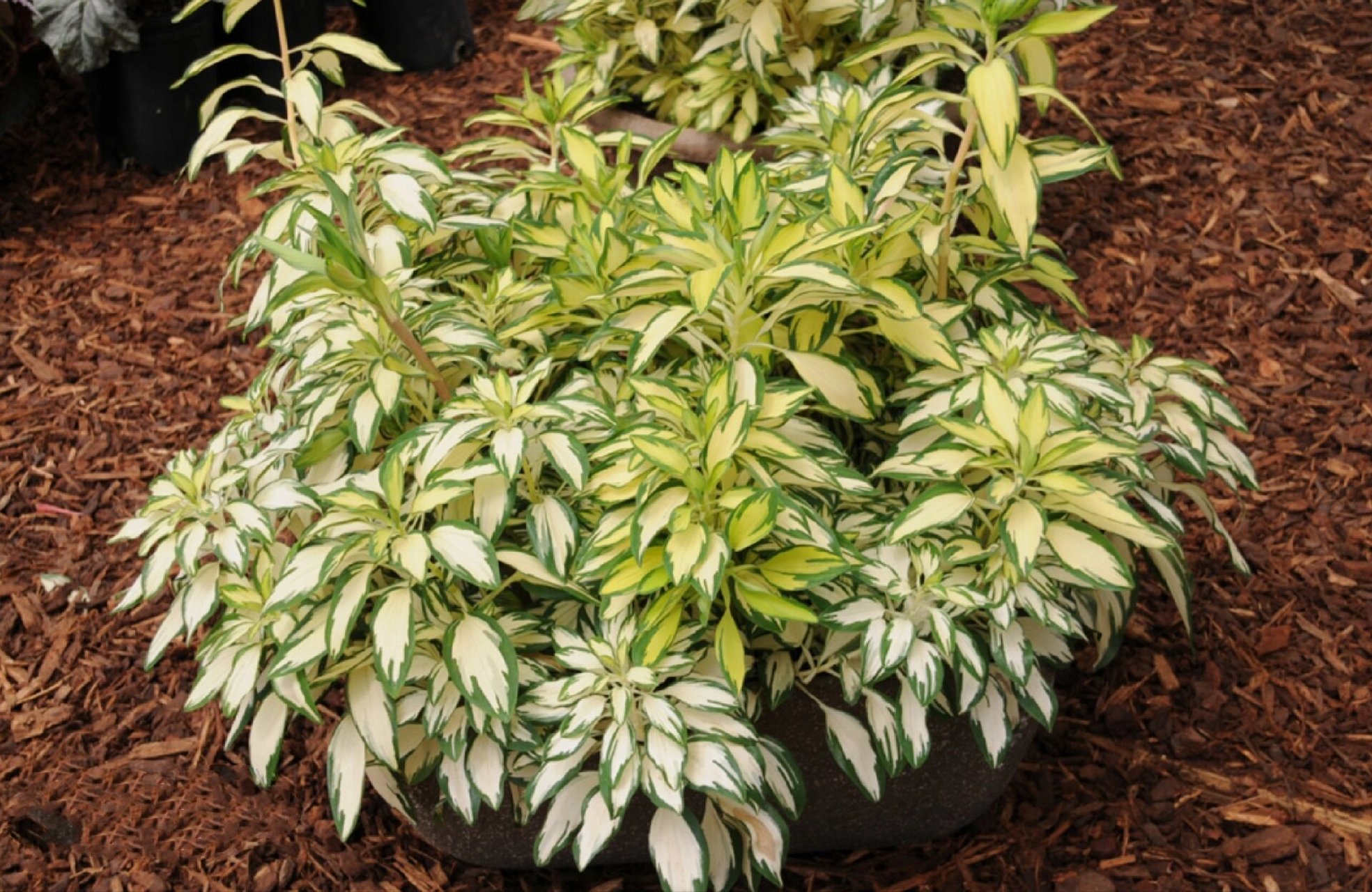 植物快乐屋——花叶六出花"摇滚乐" 六初花原产地于南美洲的智利,秘鲁