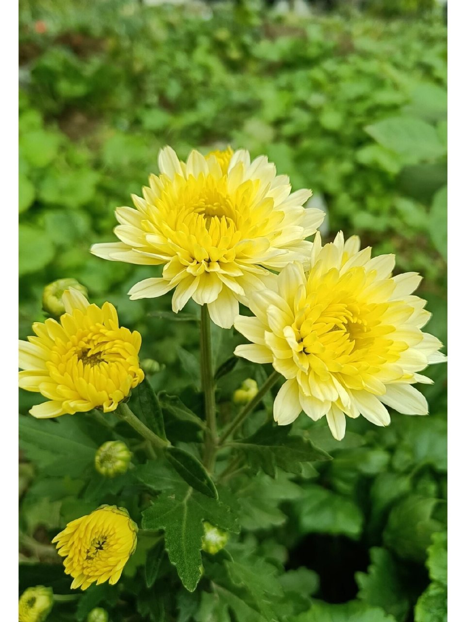 黄菊 黄菊花是菊科多年生草本植物,在中国传统文化中,自陶渊明开始就