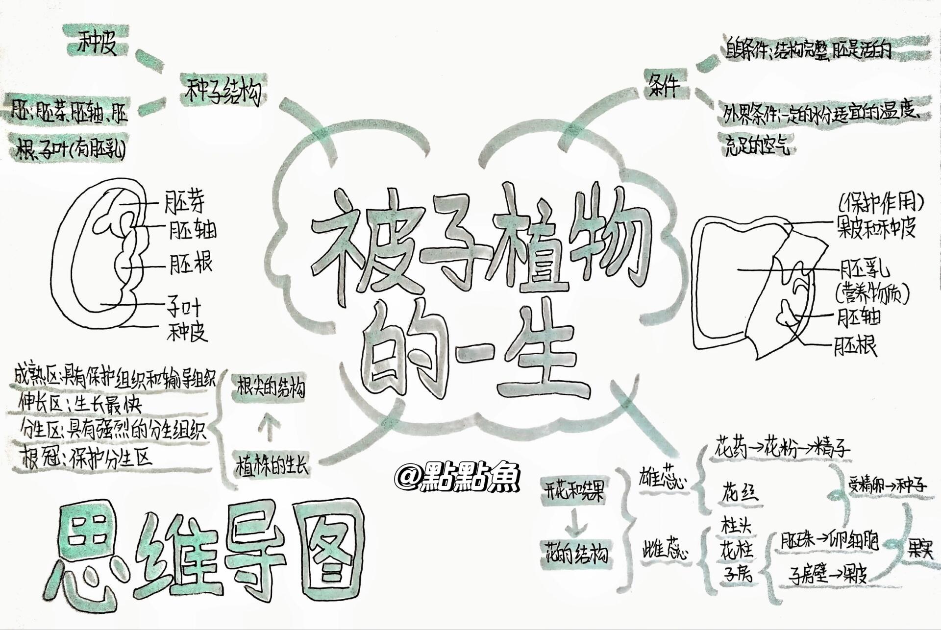 植株的生长的思维导图图片