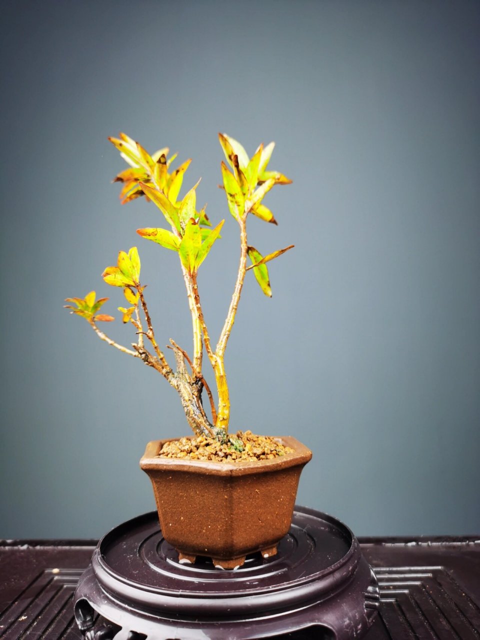 好看的水杨梅盆景 水杨梅真的是新手入门的首选 见水就能活 水培土培