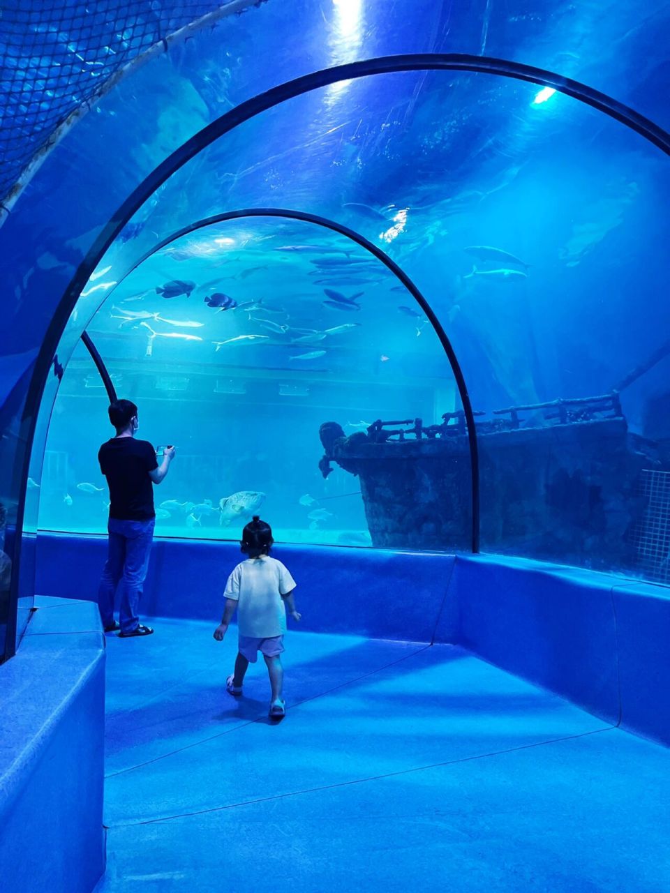 邢台周边游|海洋馆和小95来个亲密接触!