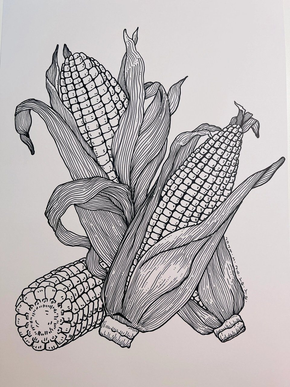 线描《玉米99》 一起来画画吧