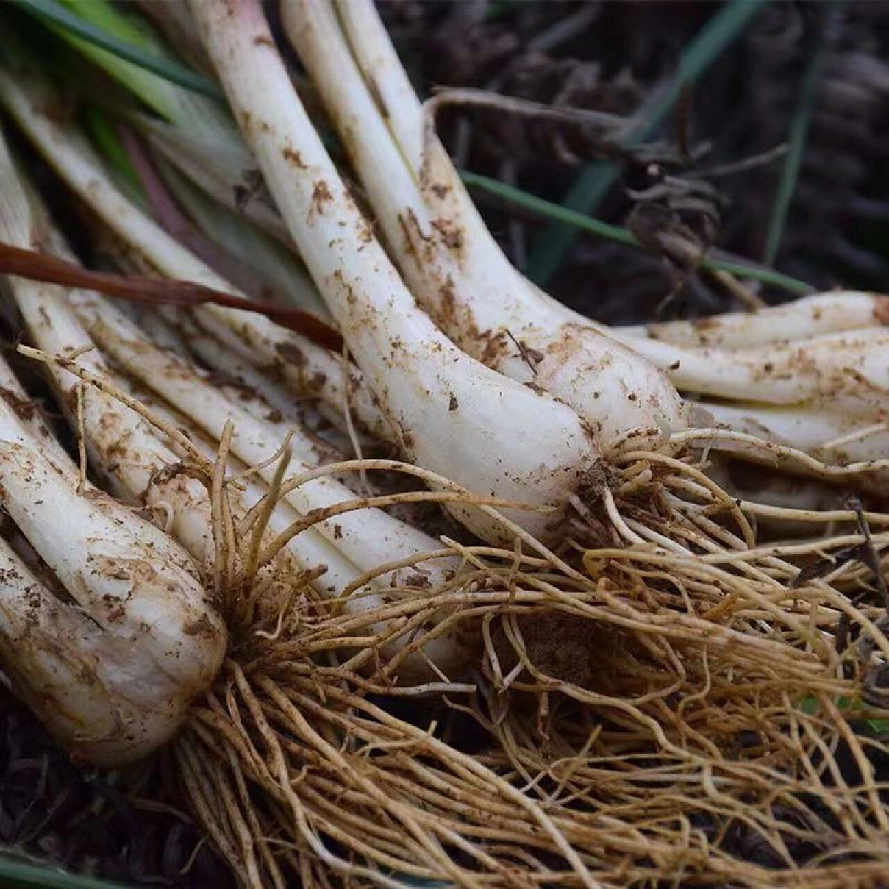 翠绿荞叶,嫩白荞头 	 香味十足,农家自种新鲜带叶荞头 	 健康生态种植