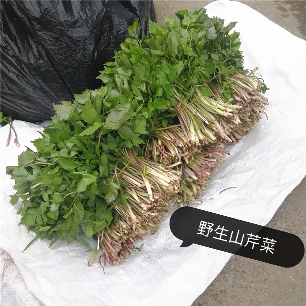 野生山芹菜 野生山芹菜,山芹菜别名大叶芹,其中含有丰富的蛋白质,脂肪