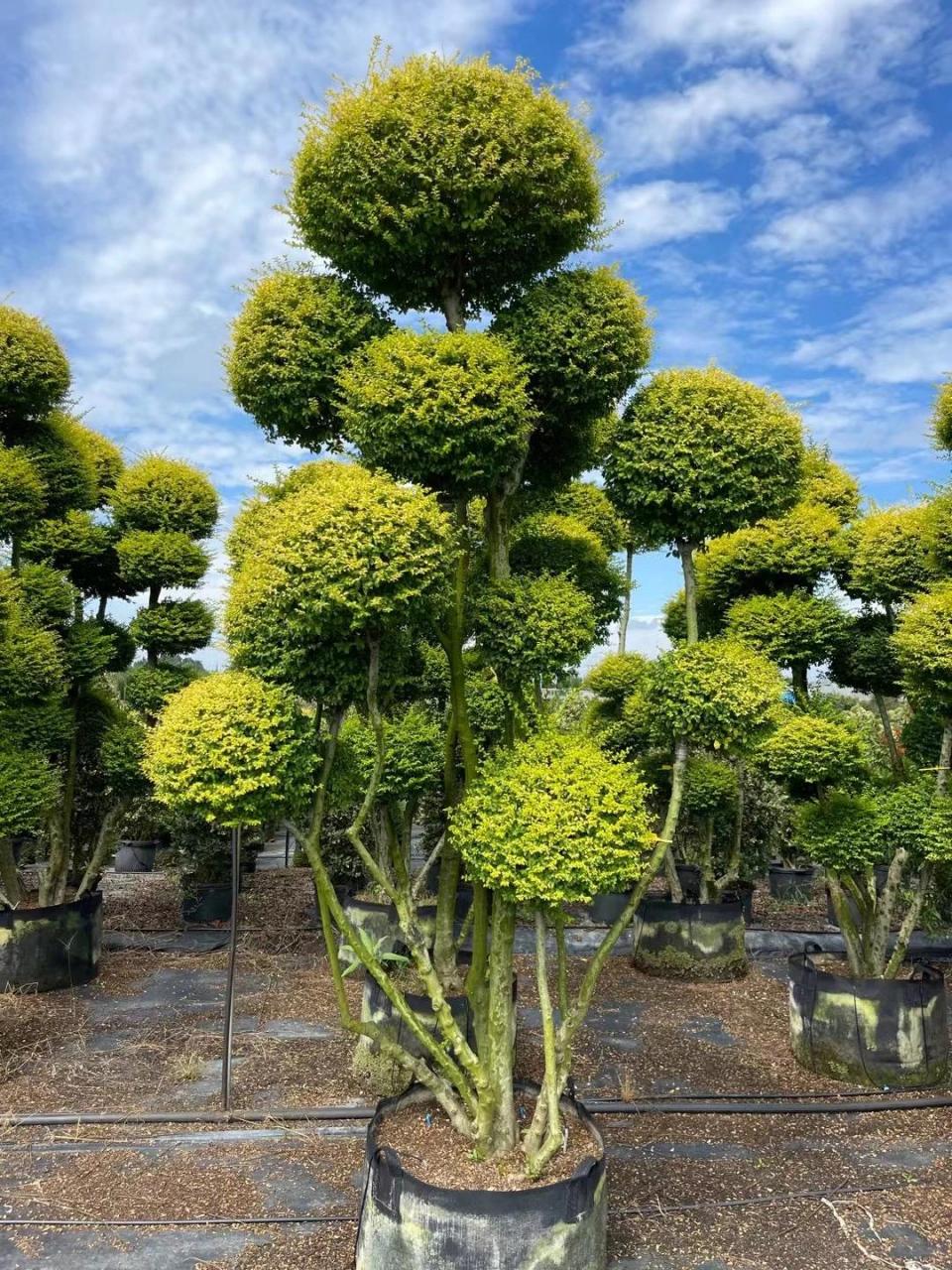 超可爱的亮晶女贞树98 亮晶女贞一年四季常绿 市面上有独杆的棒棒糖