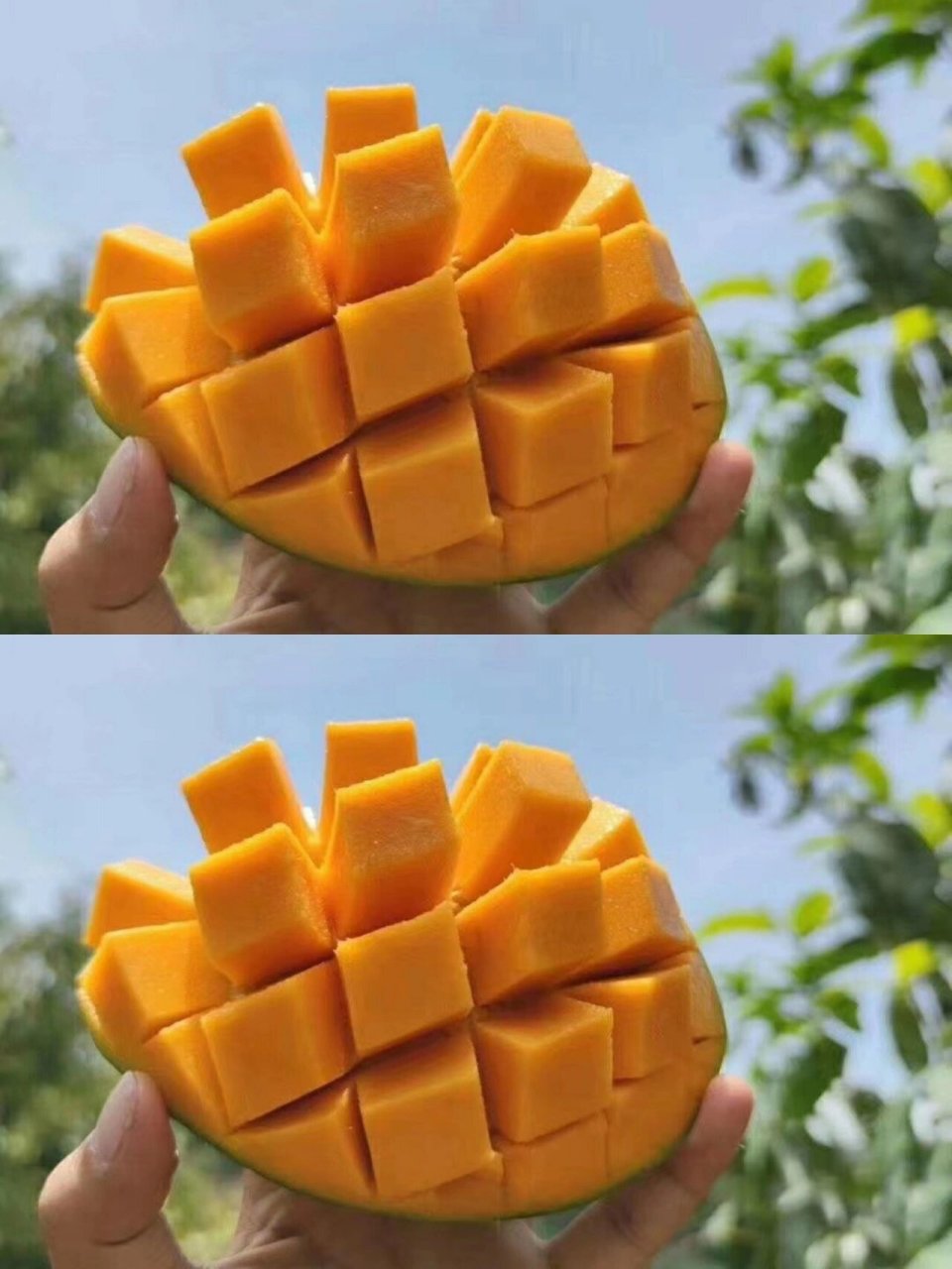 有颜有肉有口感的攀枝花凯特芒03!