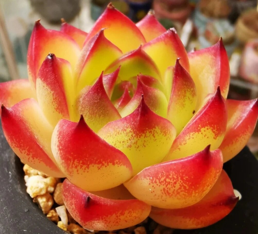 认识多肉第17天——月亮石 月亮石,景天科拟石莲属的多肉植物.