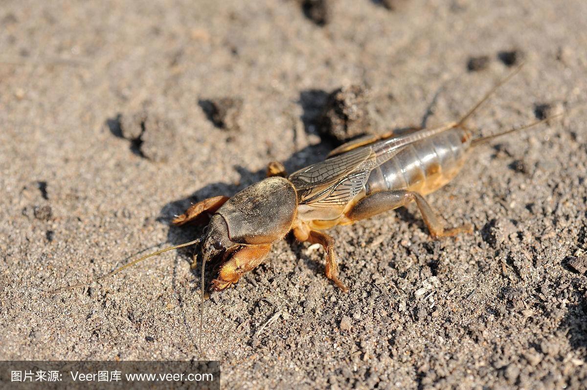 每天认识一种昆虫43:华北蝼蛄