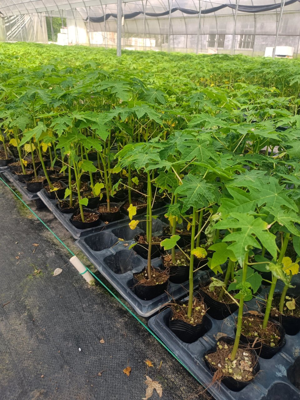 水果木瓜苗红肉木瓜苗