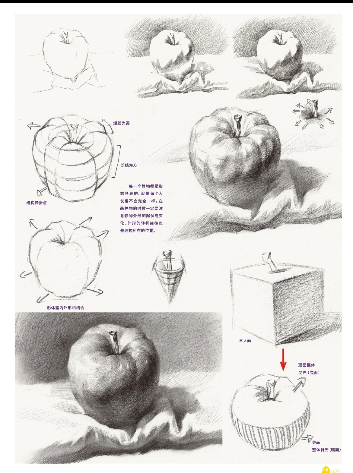 静物素描单体塑造,详细步骤图,结构明暗分析