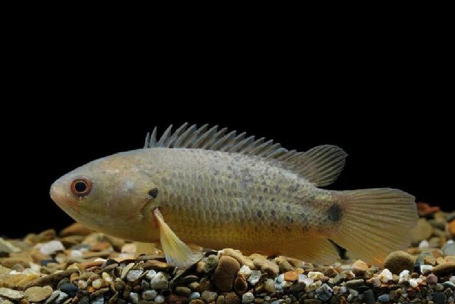 动物百科丨攀鲈(会走路的鱼)