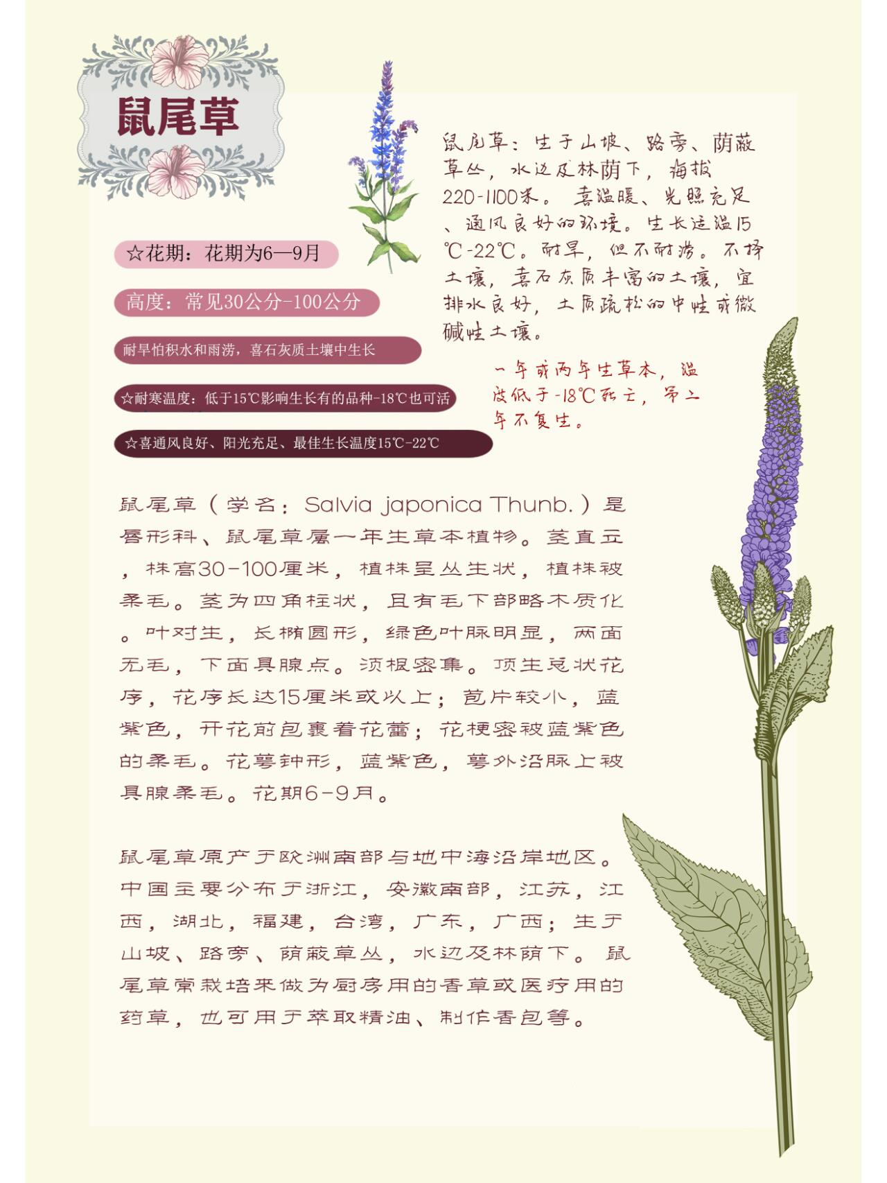 每日花卉--鼠尾草 一年生草本植物 花期6月-9月 高度常见30cm-100cm