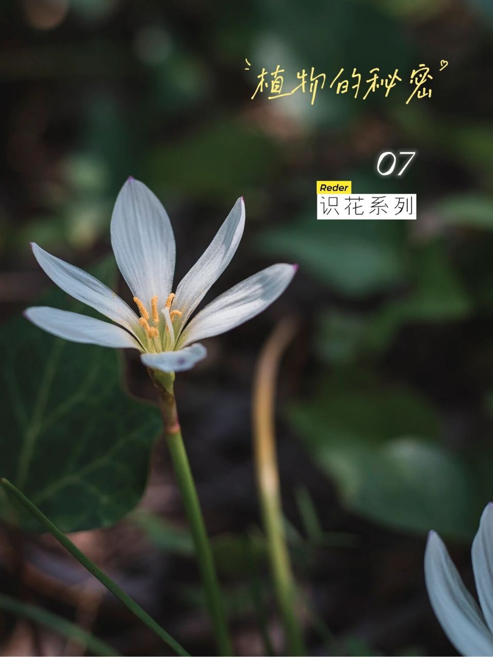 又名:玉帘,葱莲,玉帘,白花菖蒲莲,韭菜莲,肝风草等 花色:透明白色