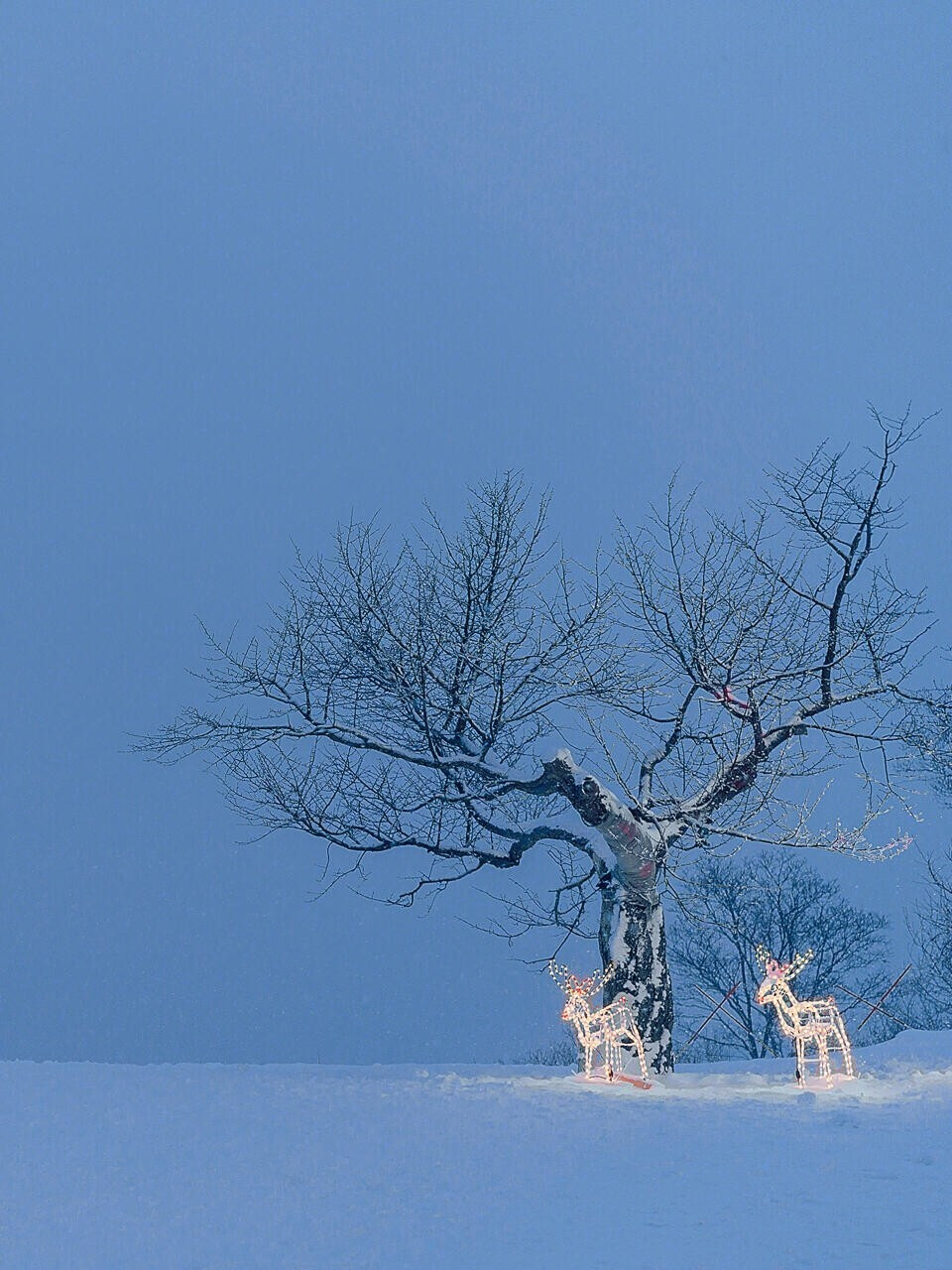 北海道雪景 唯美图片