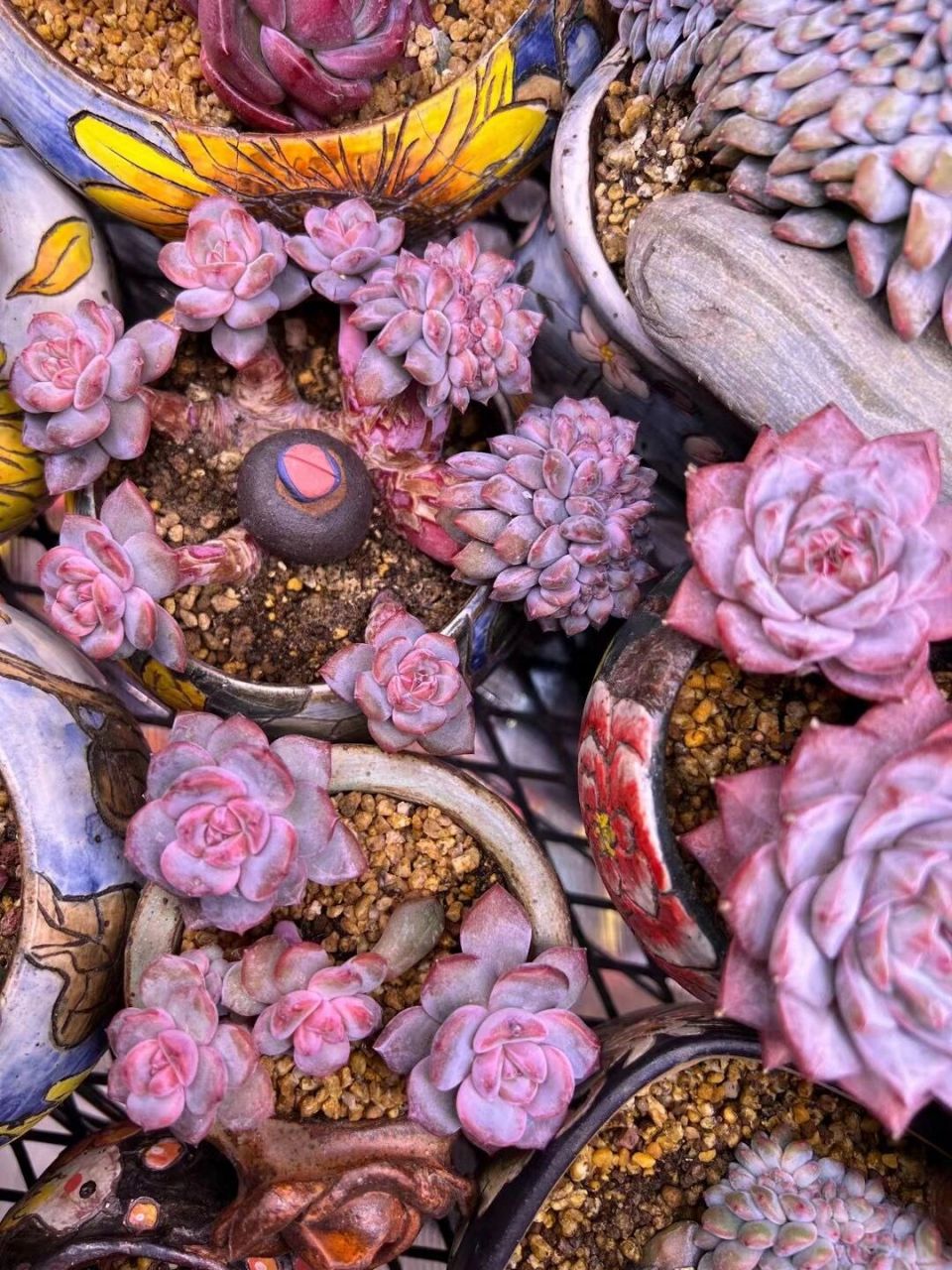 以后我也会多多和大家分享这个品种的多肉美