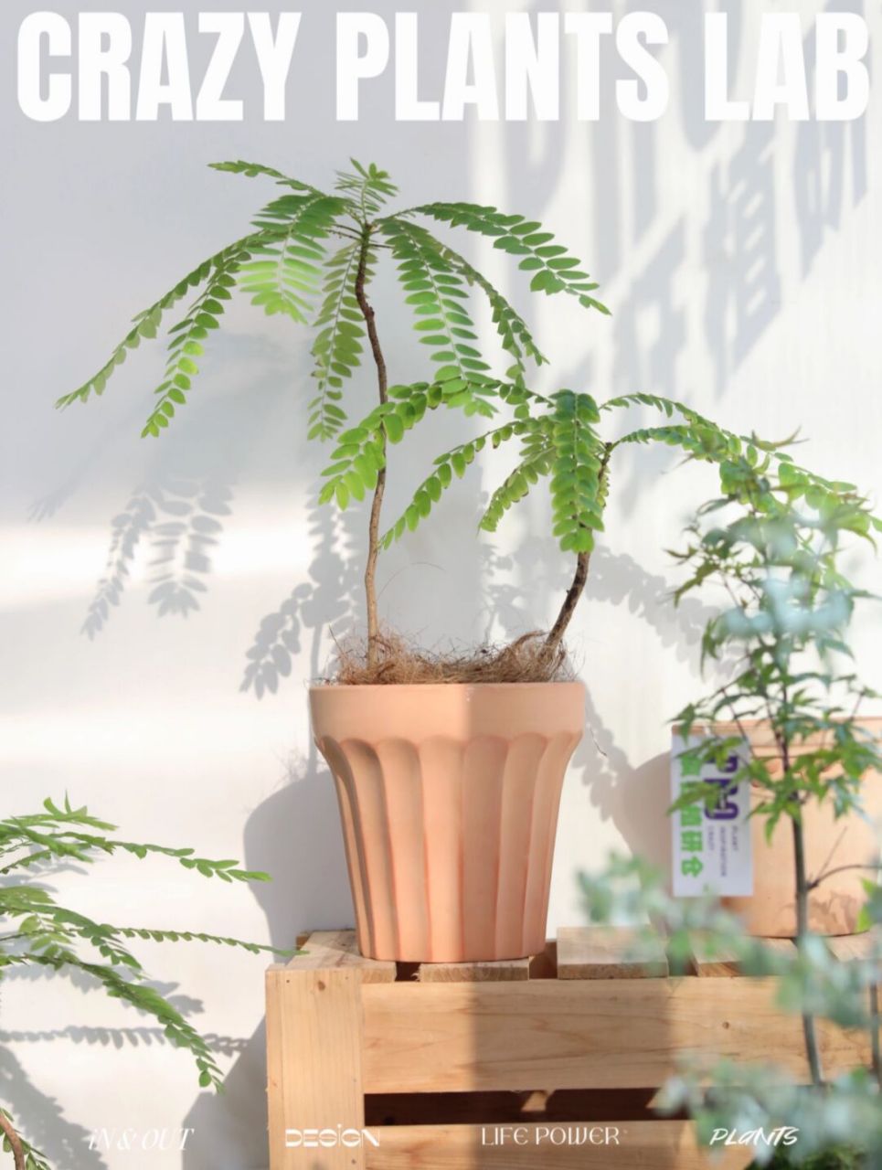 伞状绿植海南叶下珠治愈系室内阳台盆栽 只要散光就能养出一把治愈的