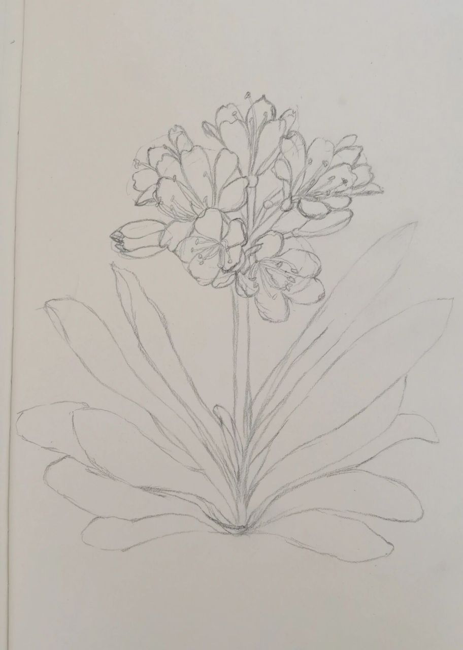 零基础针管笔画君子兰(附过程图) 好几天没动笔了,依旧菜菜子啊,消极