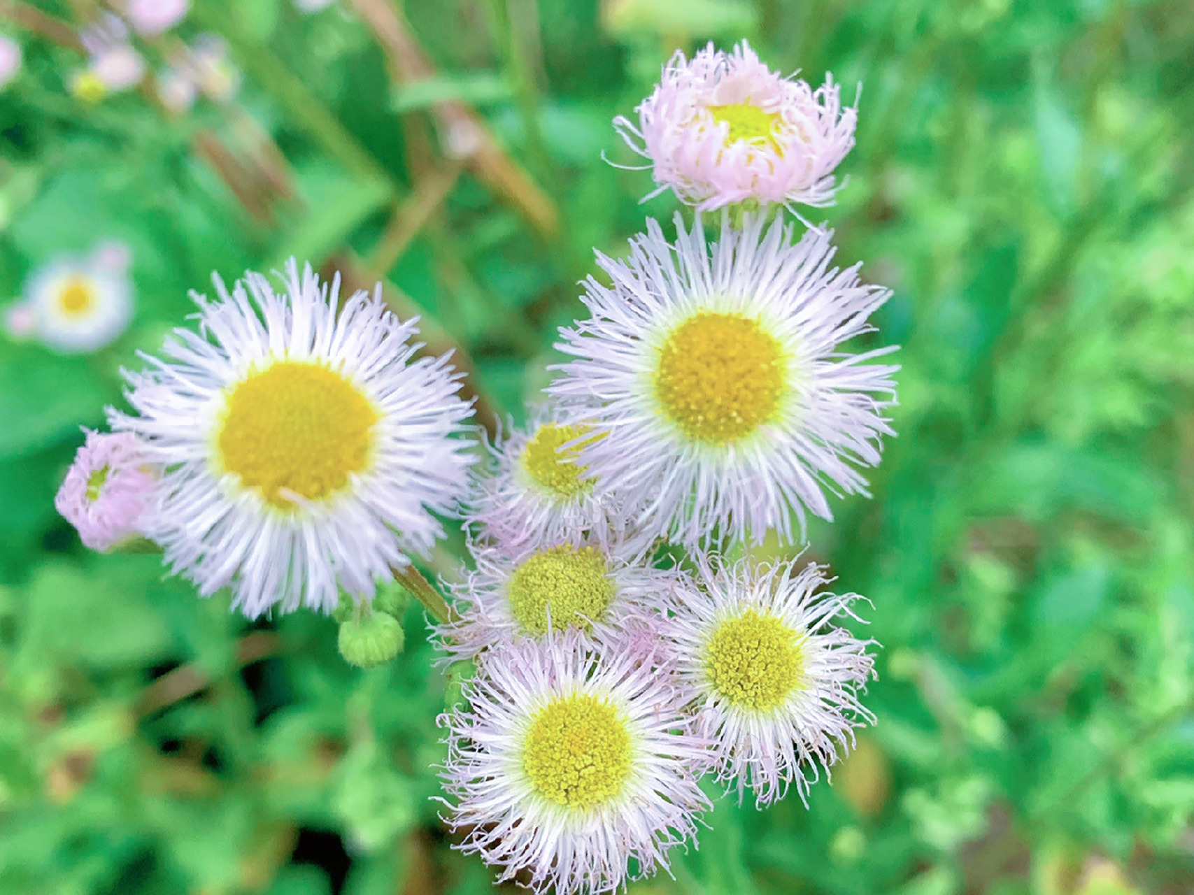 每日一花no.48——飞蓬 飞蓬(学名:erigeron acer linn.)菊科飞蓬属植