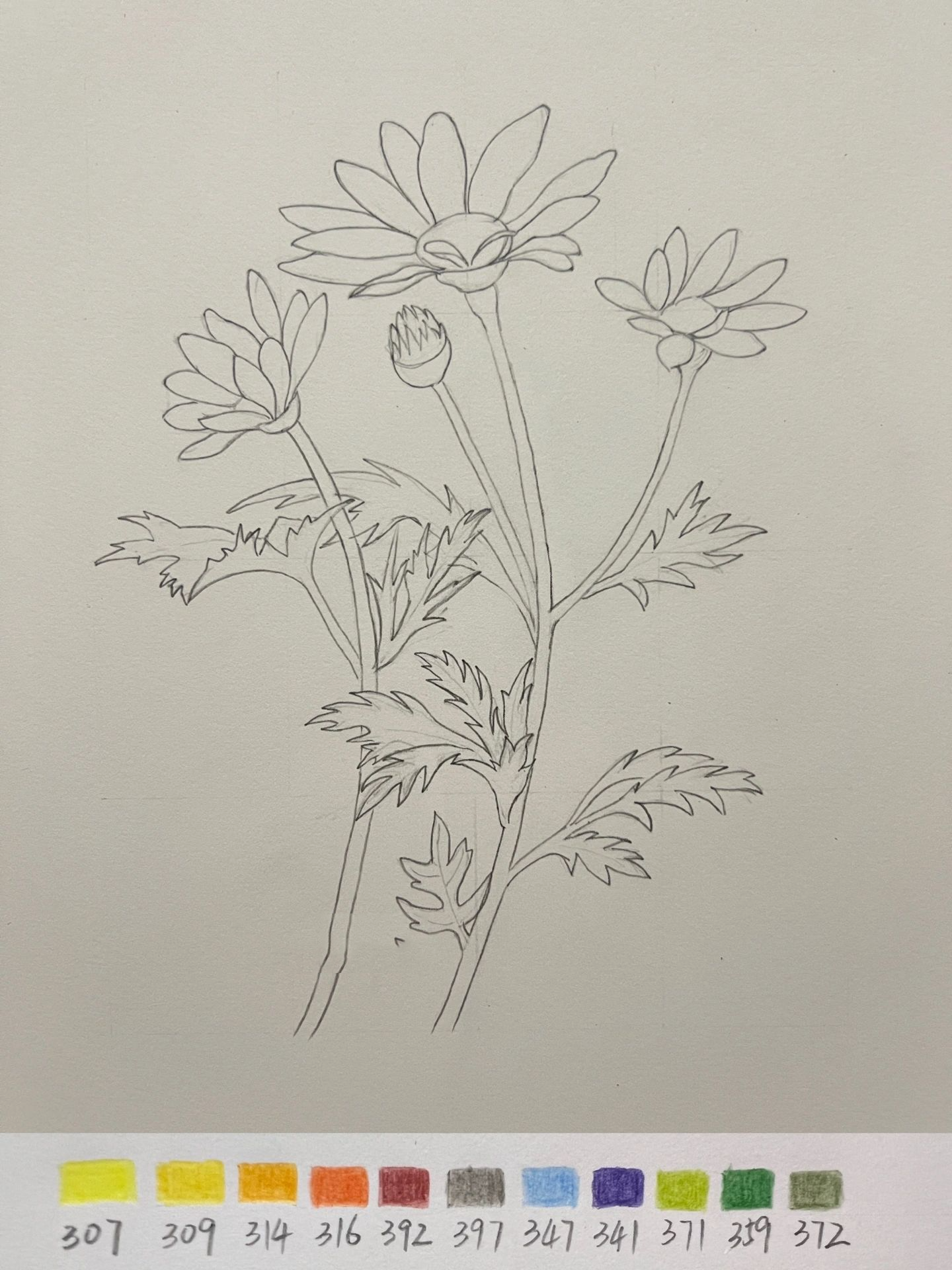 彩铅花卉——小雏菊,附步骤图