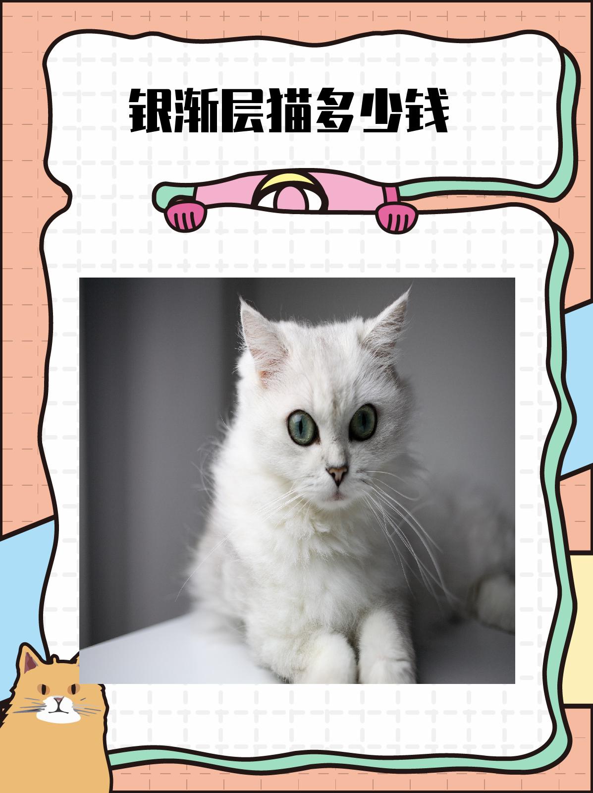 银渐层猫多少钱 银渐层猫,以其独特的魅力,正逐渐成为越来越多人的