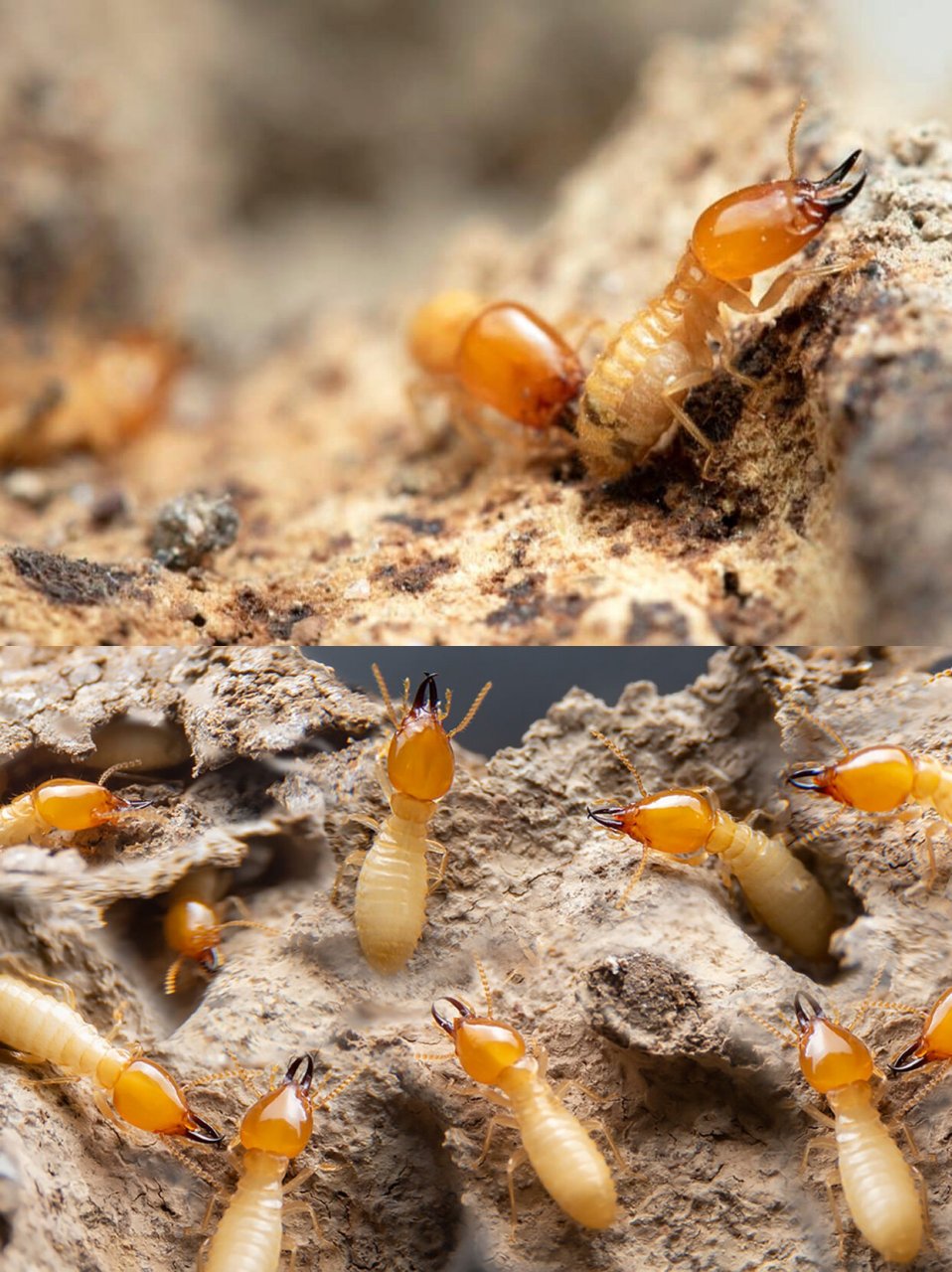 微距镜头下 白蚁巢穴中的兵蚁 | 白蚁检测 兵蚁是群体的防卫者,虽有