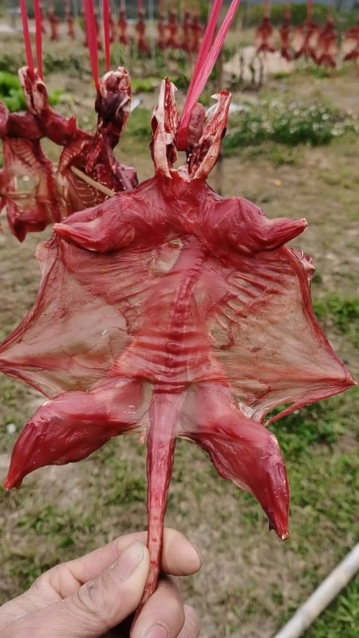 尤有补肾之功,对尿频或小孩尿床症具有显著疗效,故有一定的药用价值.