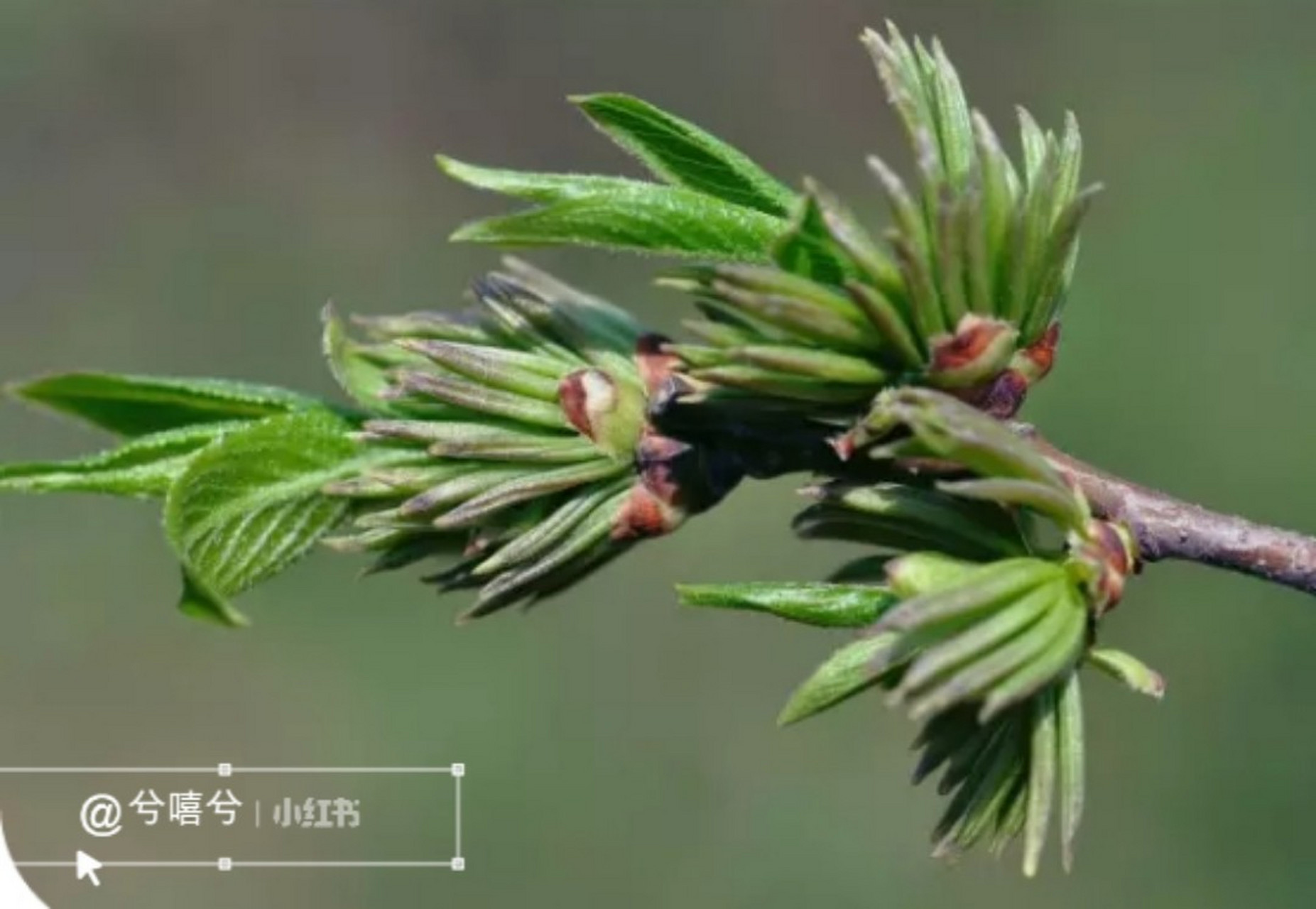 关于杜仲雄花,这些你知道吗?