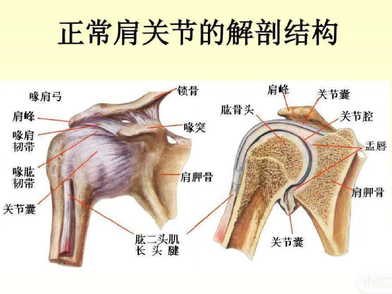 肩部活动 1