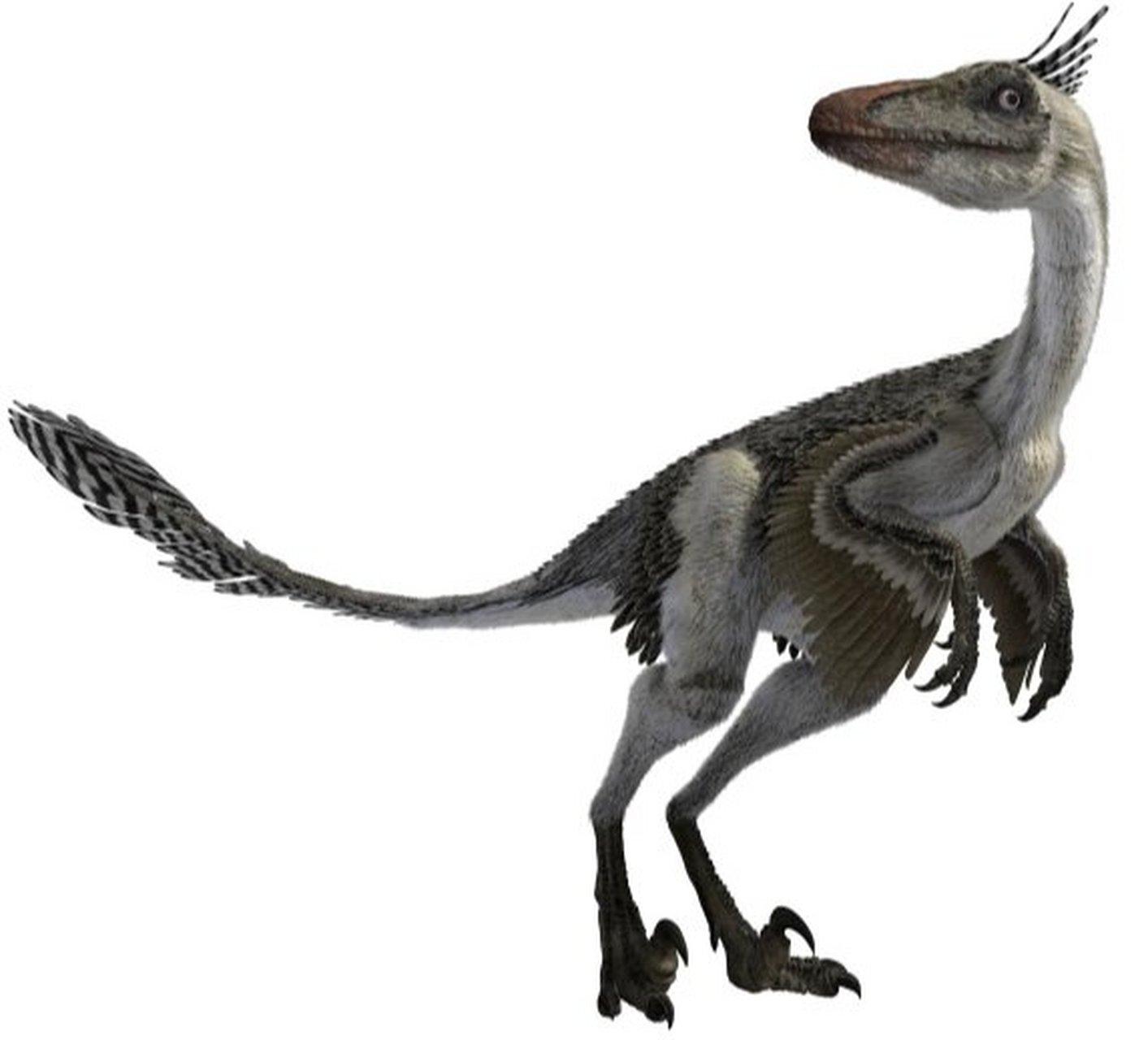 伤齿龙——恐龙家族的智多星 9292 97恐龙档案: 生活时期