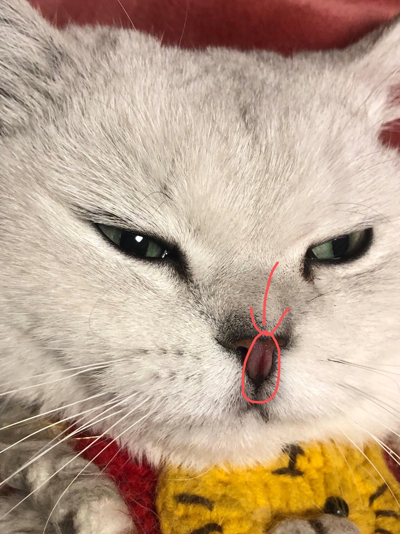 猫口鼻烂了是怎么了 我家多多是鼻子一道痕,我以为是被别的猫抓伤的