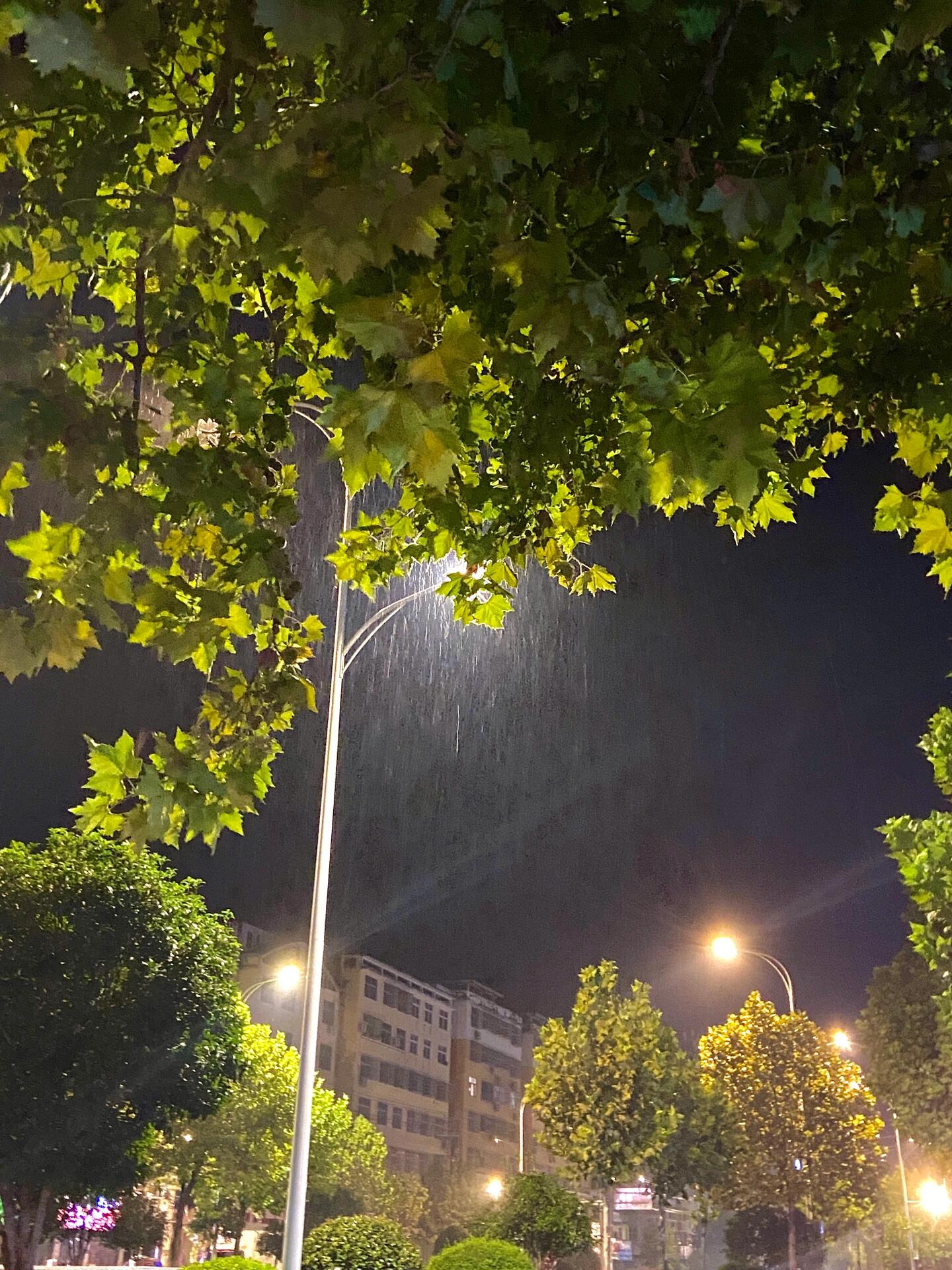 路灯下的毛毛雨图片图片