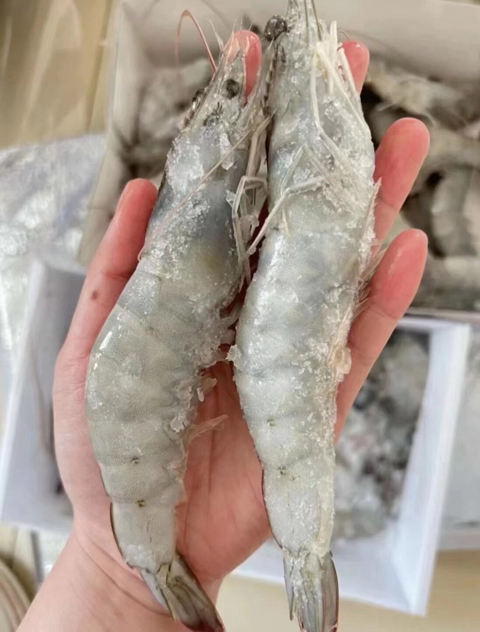 20/30规格纯海洋大对虾!