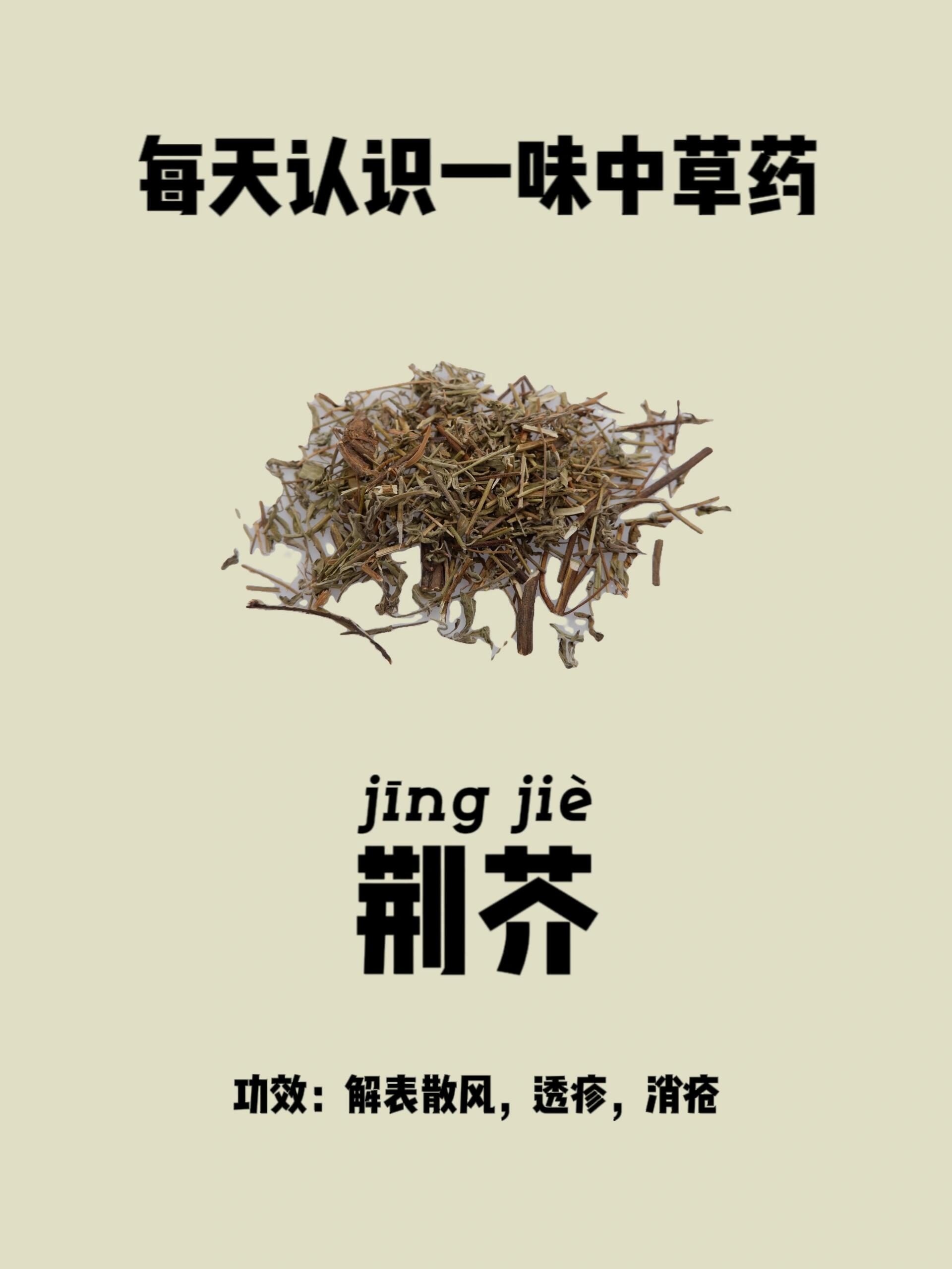 荆芥的功效与作用禁忌图片