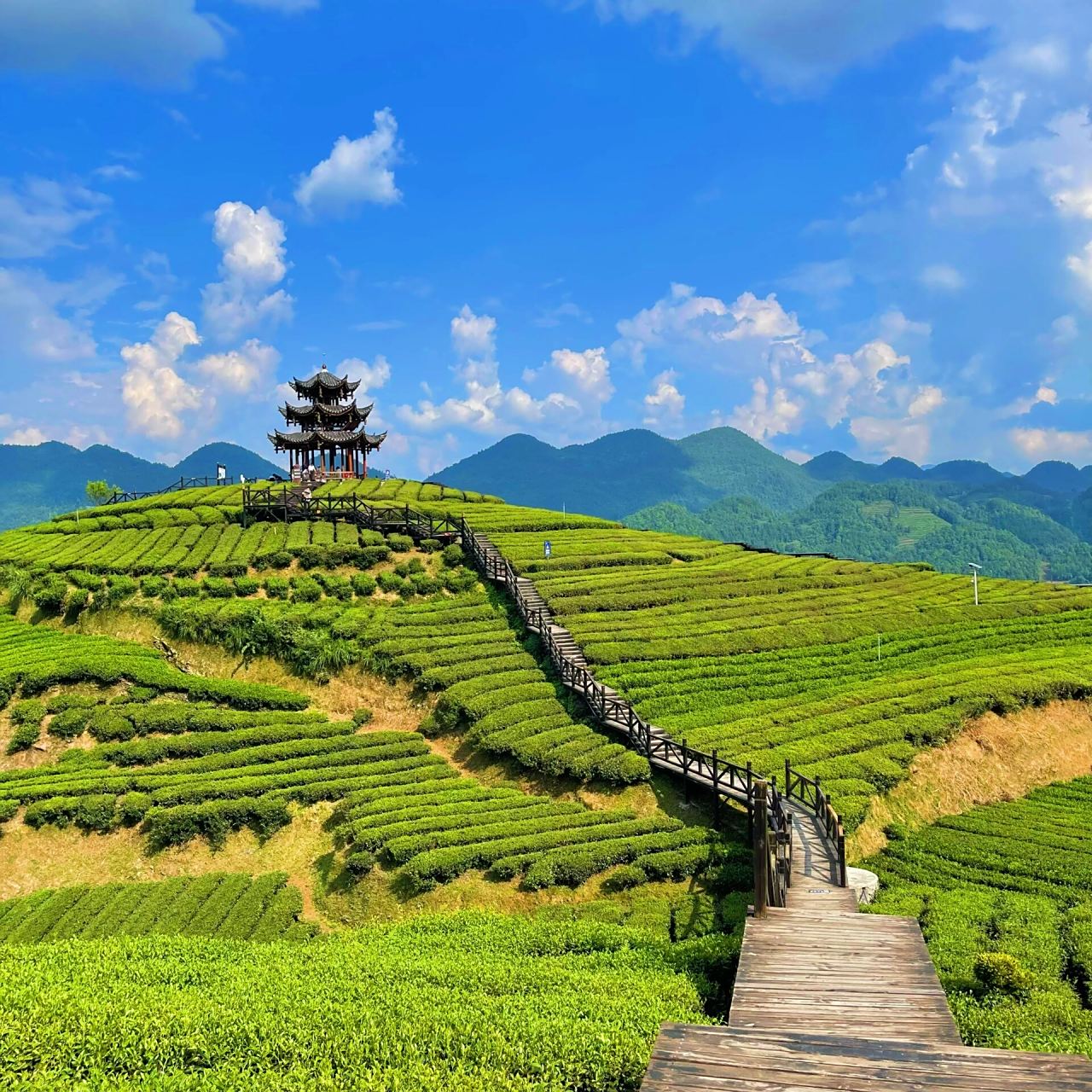 恩施旅游 小众景点 伍家台茶园 离宣恩大概30min车程,自驾搜索"伍家台