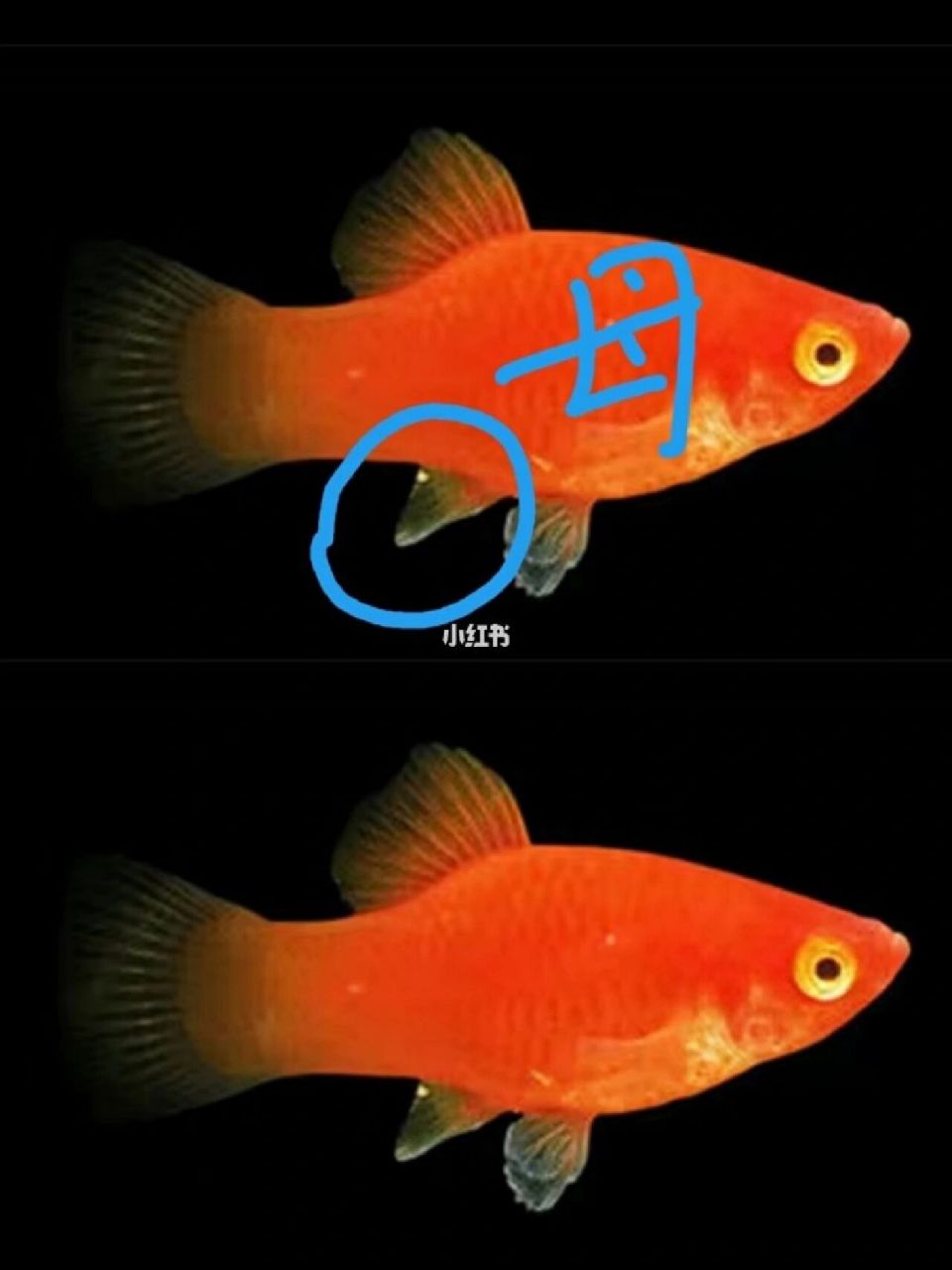 球鱼怎么分公母图片图片