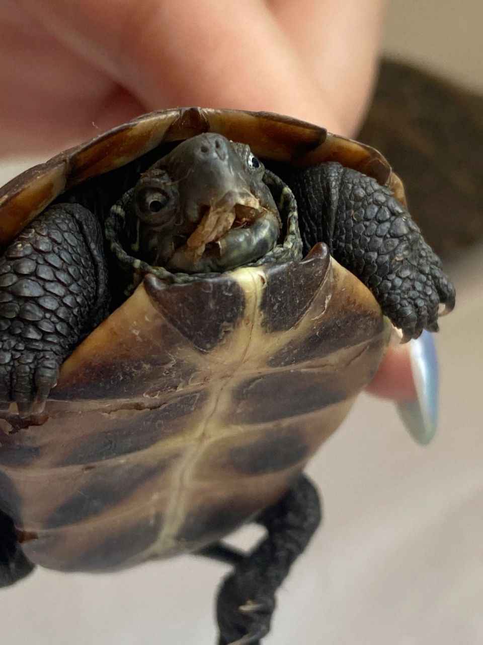 草龟嘴巴烂了 买了到家就这样了,该咋办呀!