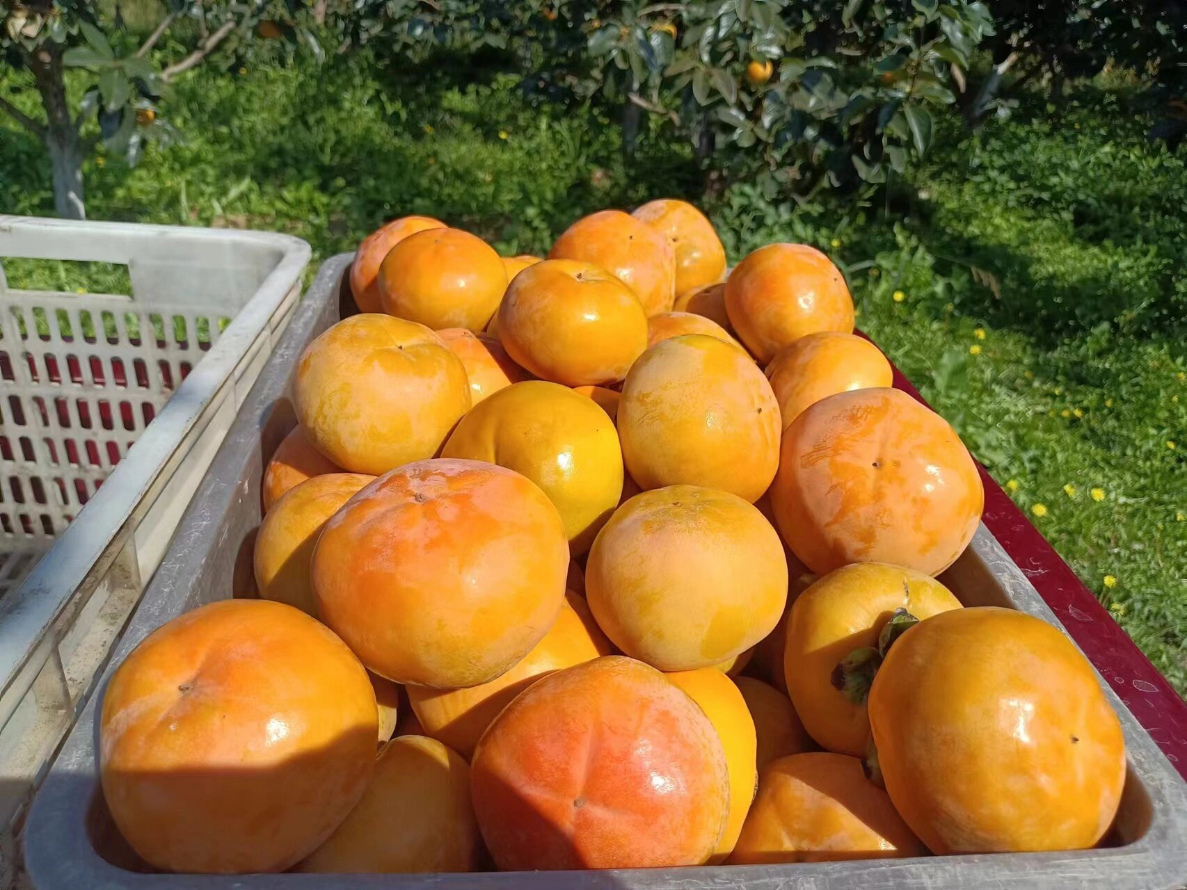 阳丰脆甜柿子大果精品果 『应季抢鲜』陕西阳丰脆柿 93秋入西北凉