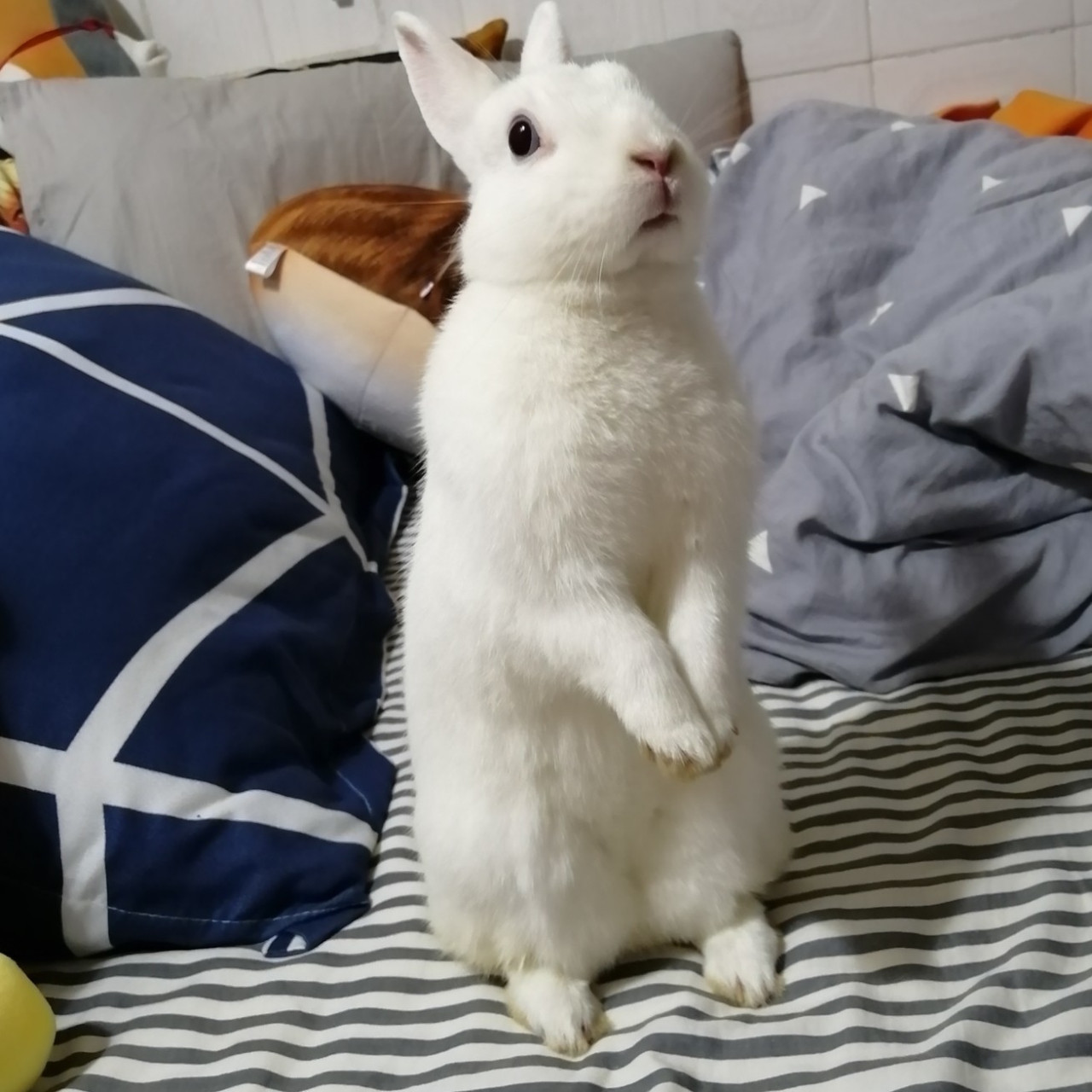 科学养兔之幼兔的饮食(五) 78小兔子吃什么新鲜食物?