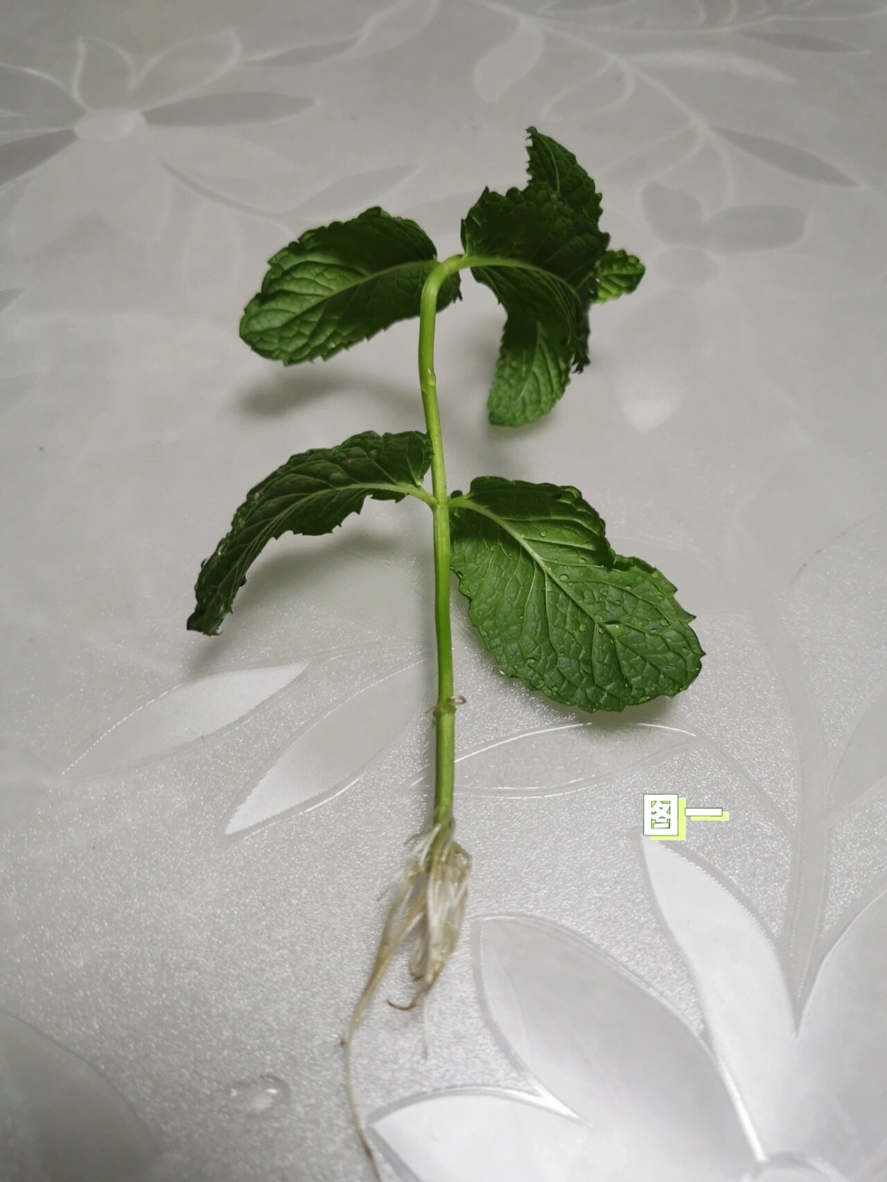 薄荷生长速度不一致的哈, 图二水培初我一直以为是节点那块主要发芽的