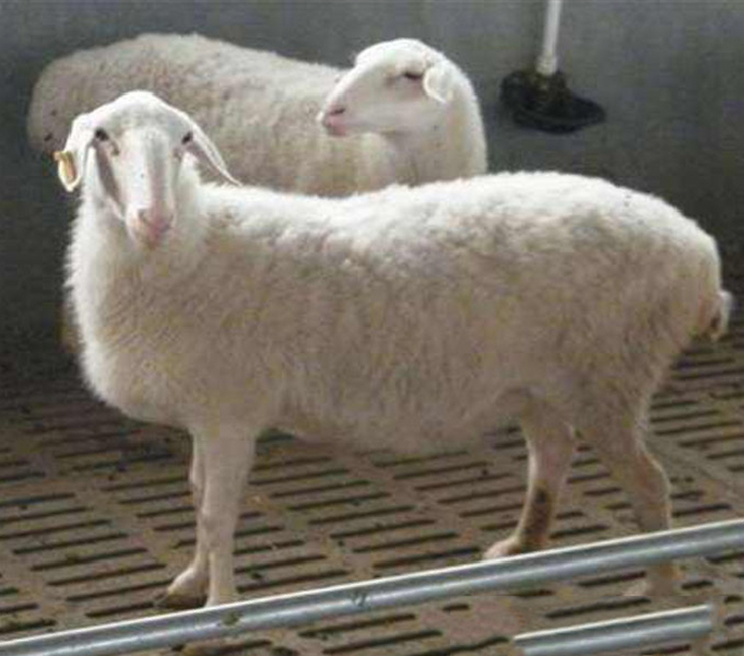 常见羊的种类3 山西右玉羊肉 右玉羊具有生活力强,善游牧,耐寒,耐旱的