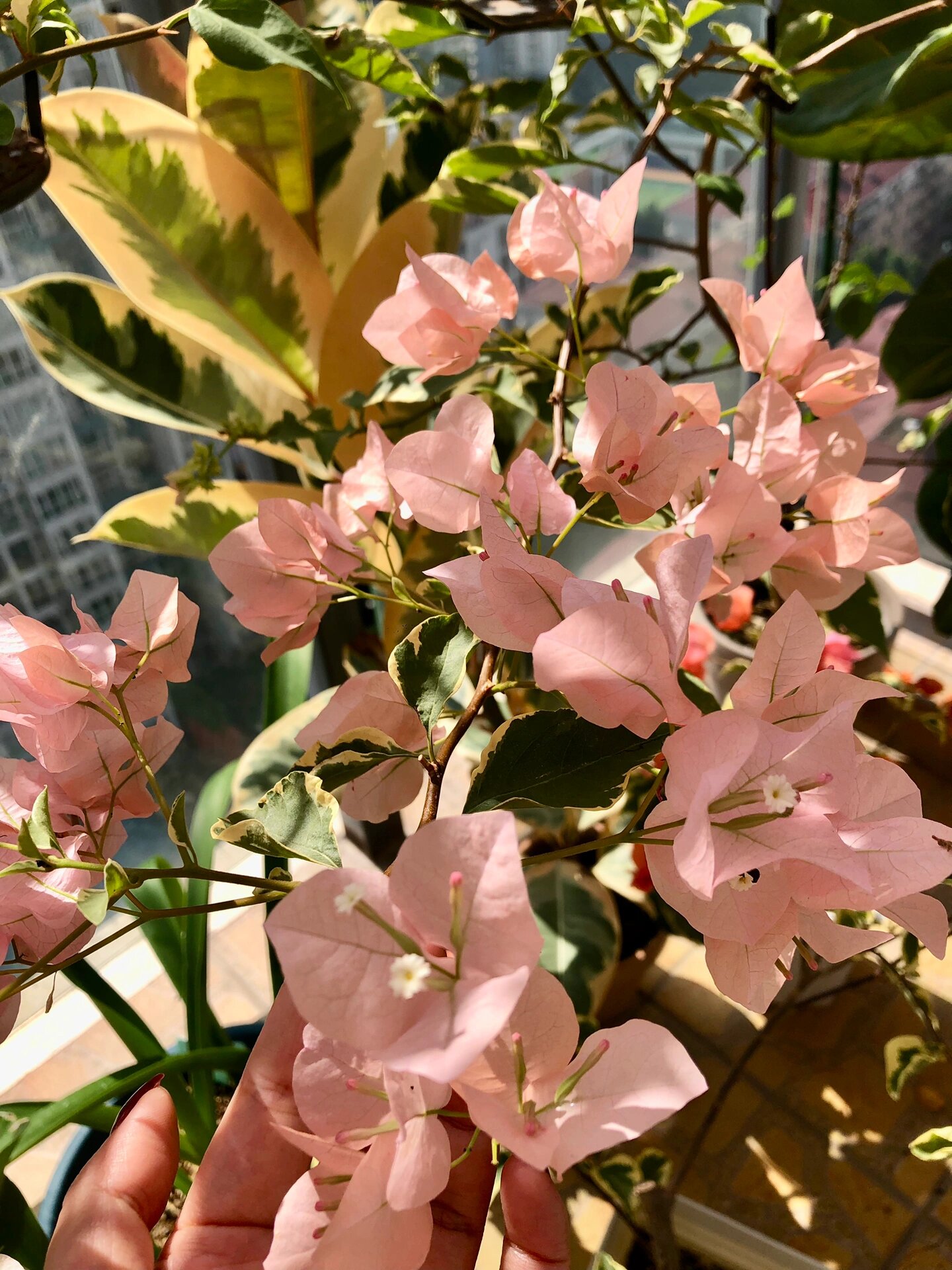 14个勤花品种三角梅推荐(秋季花末期版)