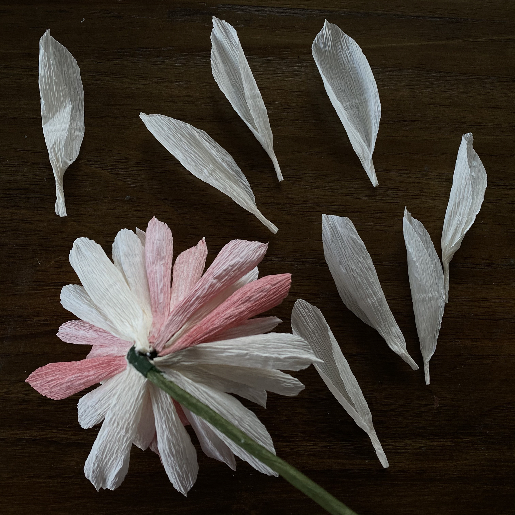 皱纹纸大丽花(内含步骤) 香槟色 粉色皱纹纸 白乳胶 26 5mm纸包花杆