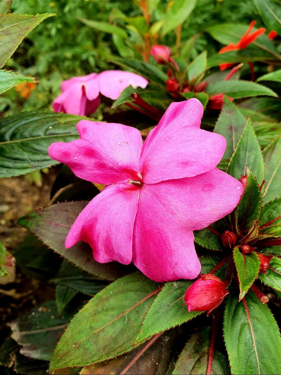 新几内亚凤仙花 94别名五彩凤仙花,绿化带种了很多,颜色鲜艳,花期