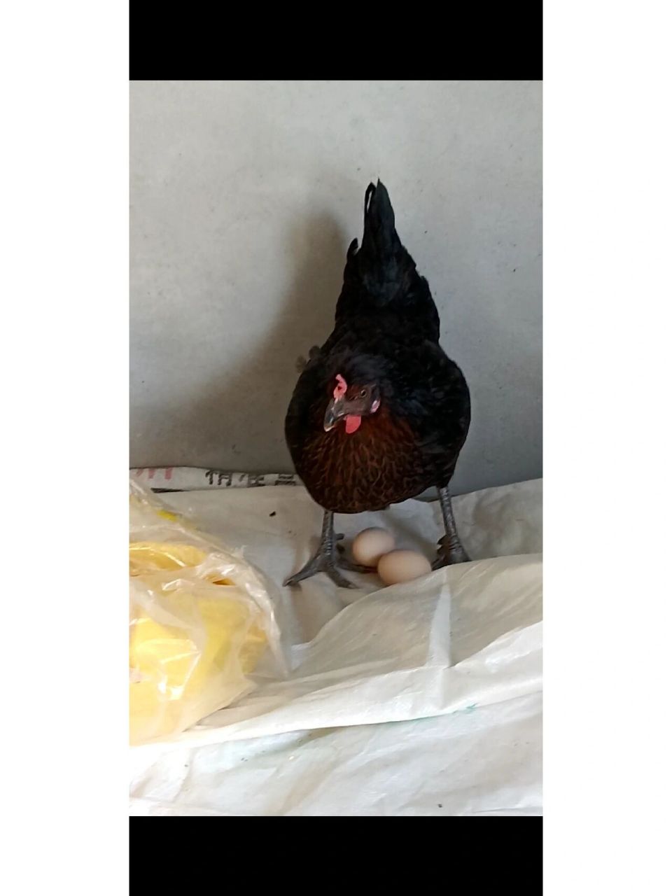 纯散养的黑凤乌鸡蛋 粉壳蛋绿壳蛋 初生蛋 散养五黑绿壳土鸡蛋真的很