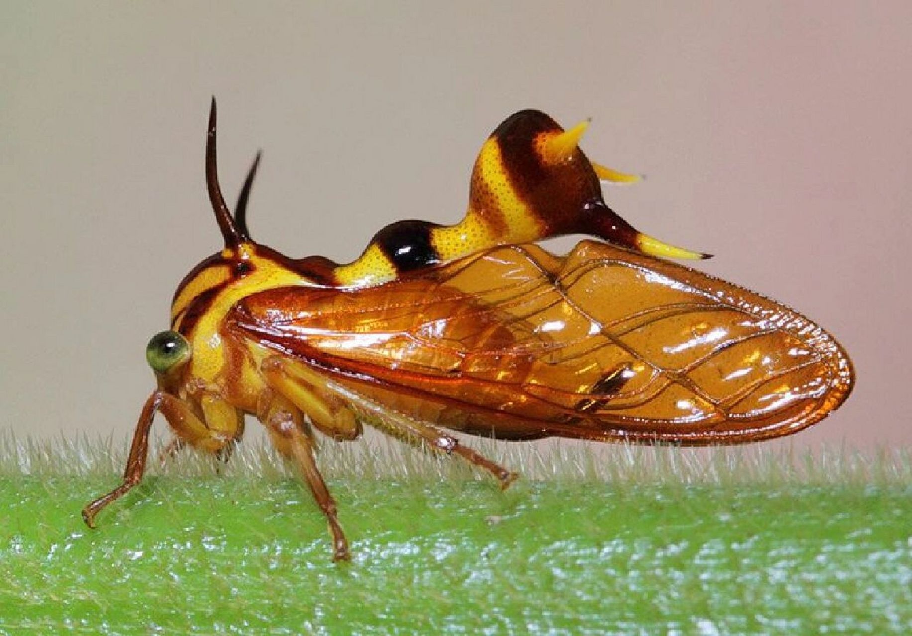 角蝉(treehopper)同翅目角蝉科(membracidae)昆虫,近2600种.