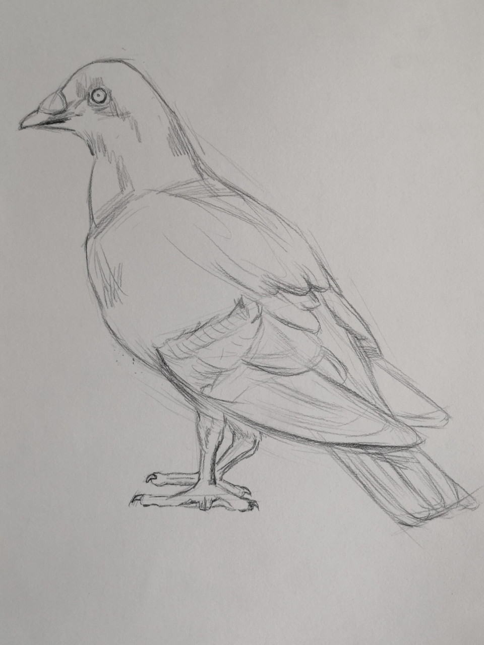 素描画鸽子 鸽子画法