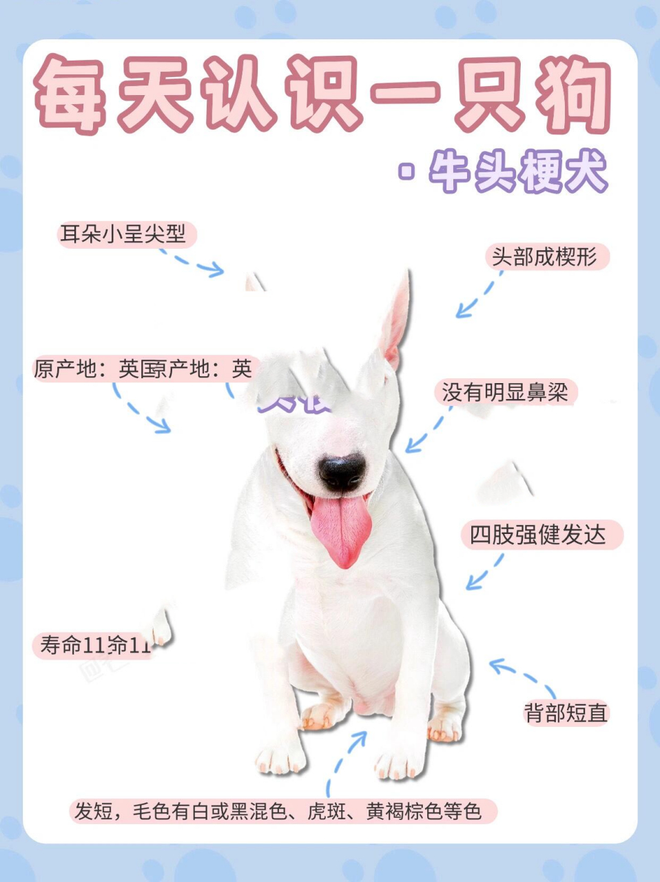 牛头梗图鉴|撞脸大明星丑到让人怜爱的狗狗 小卷想能跟东短猫抗衡一下