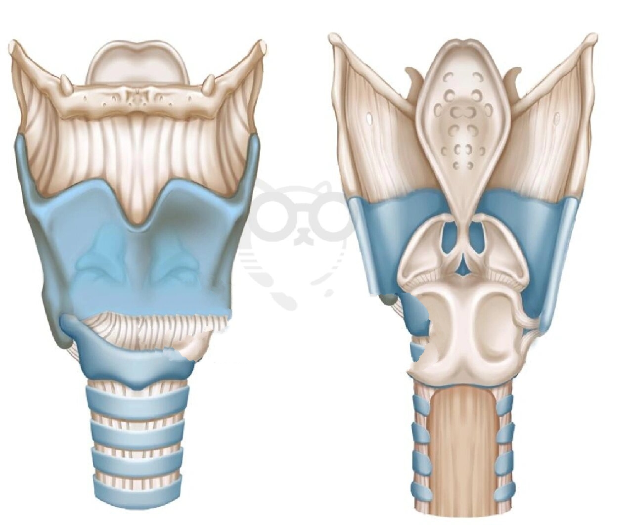 会厌 单一的甲状软骨,环状软骨,会厌软骨和成对的杓状软骨,楔状软骨