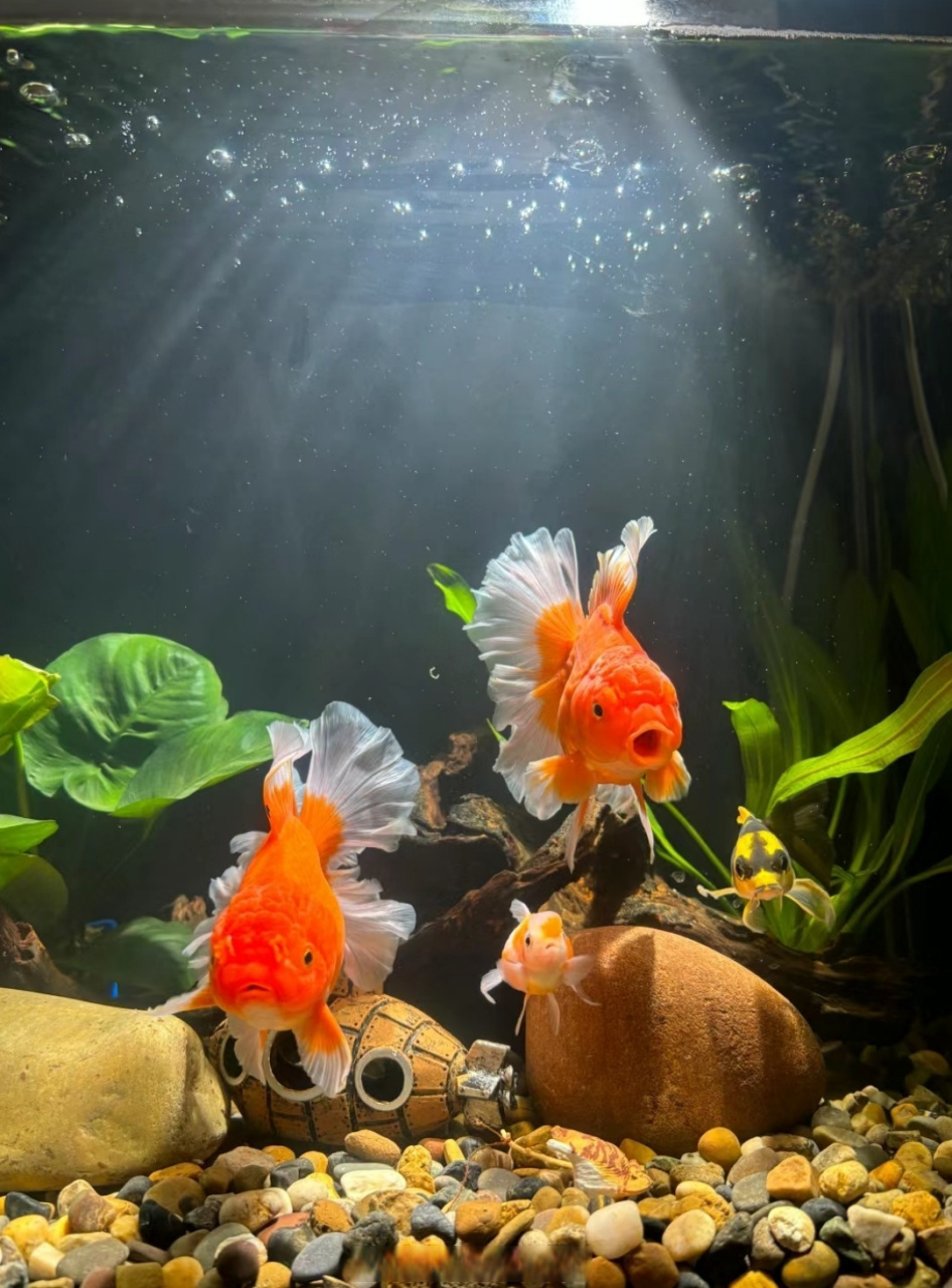 相信有很多人都喜欢在家里养风水鱼,这方面就要特别注意一下了.